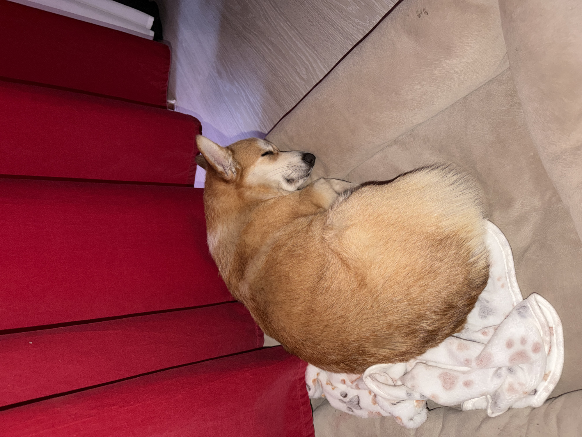 Russian resident documents morning routine with pets and sunrises