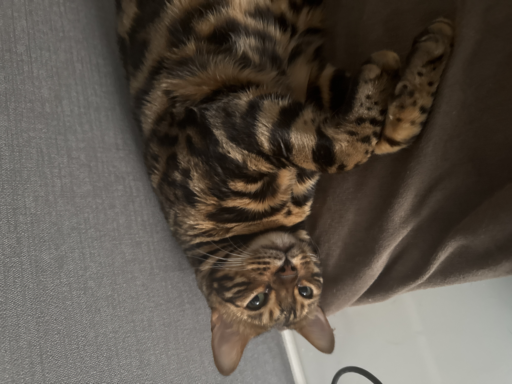 Bengal cat photographed lounging upside down on couch in Ulyanovsk