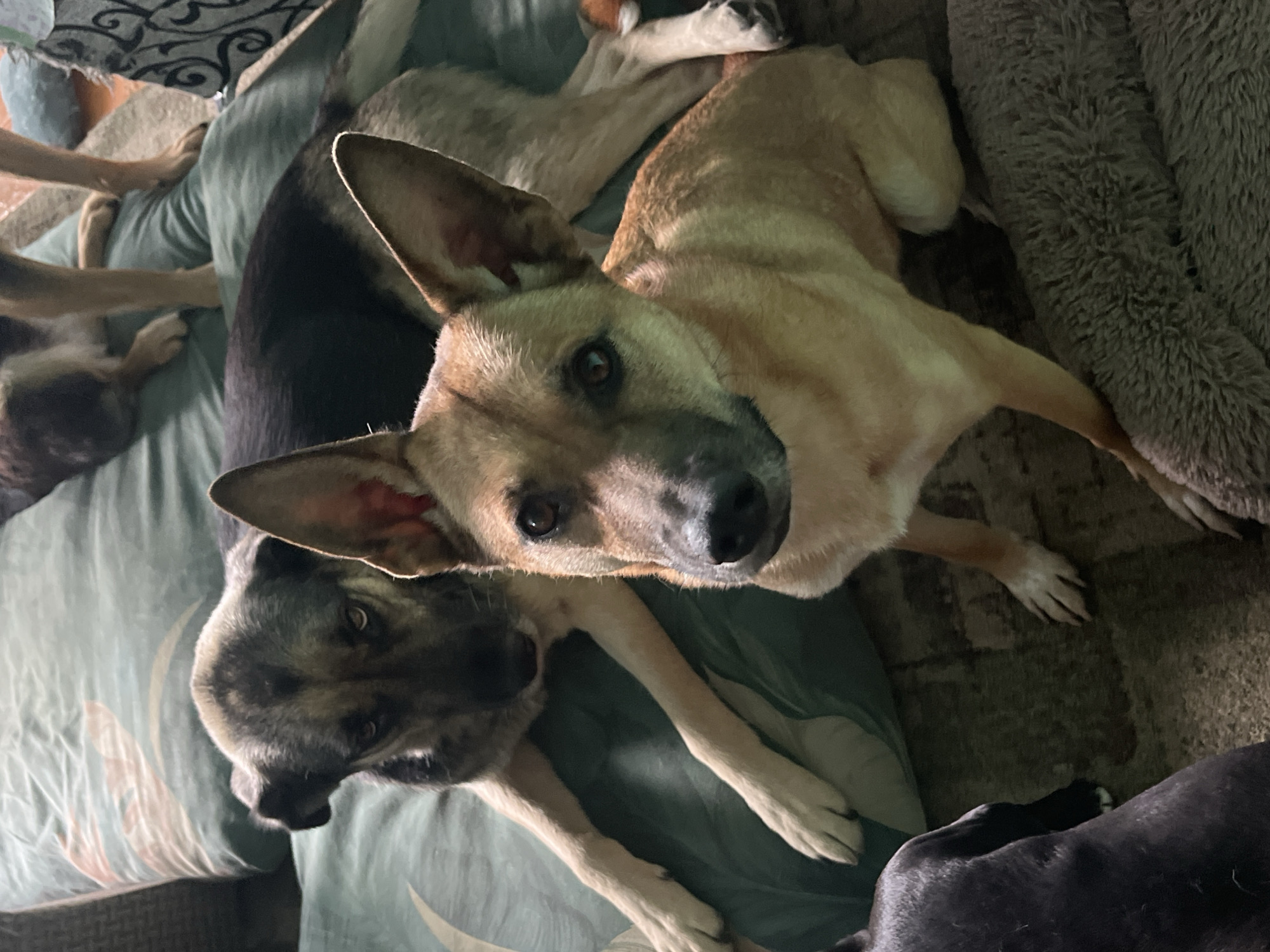 Woman documents quiet morning moments with dogs and Sphynx cat