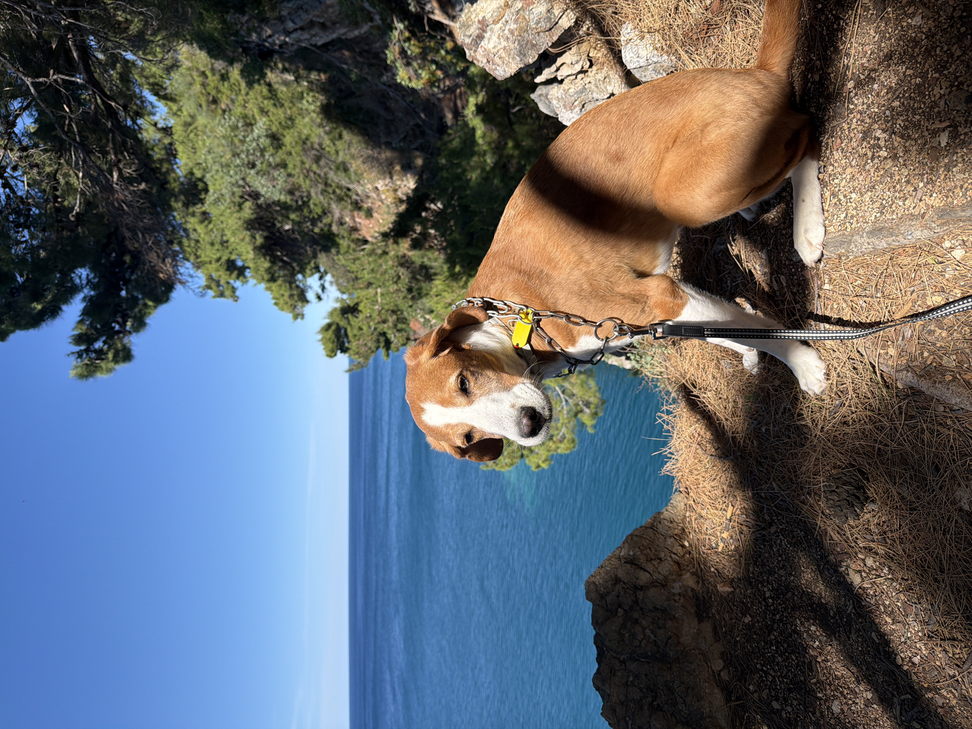 Dog spotted on Montenegro cliffs overlooking Adriatic Sea