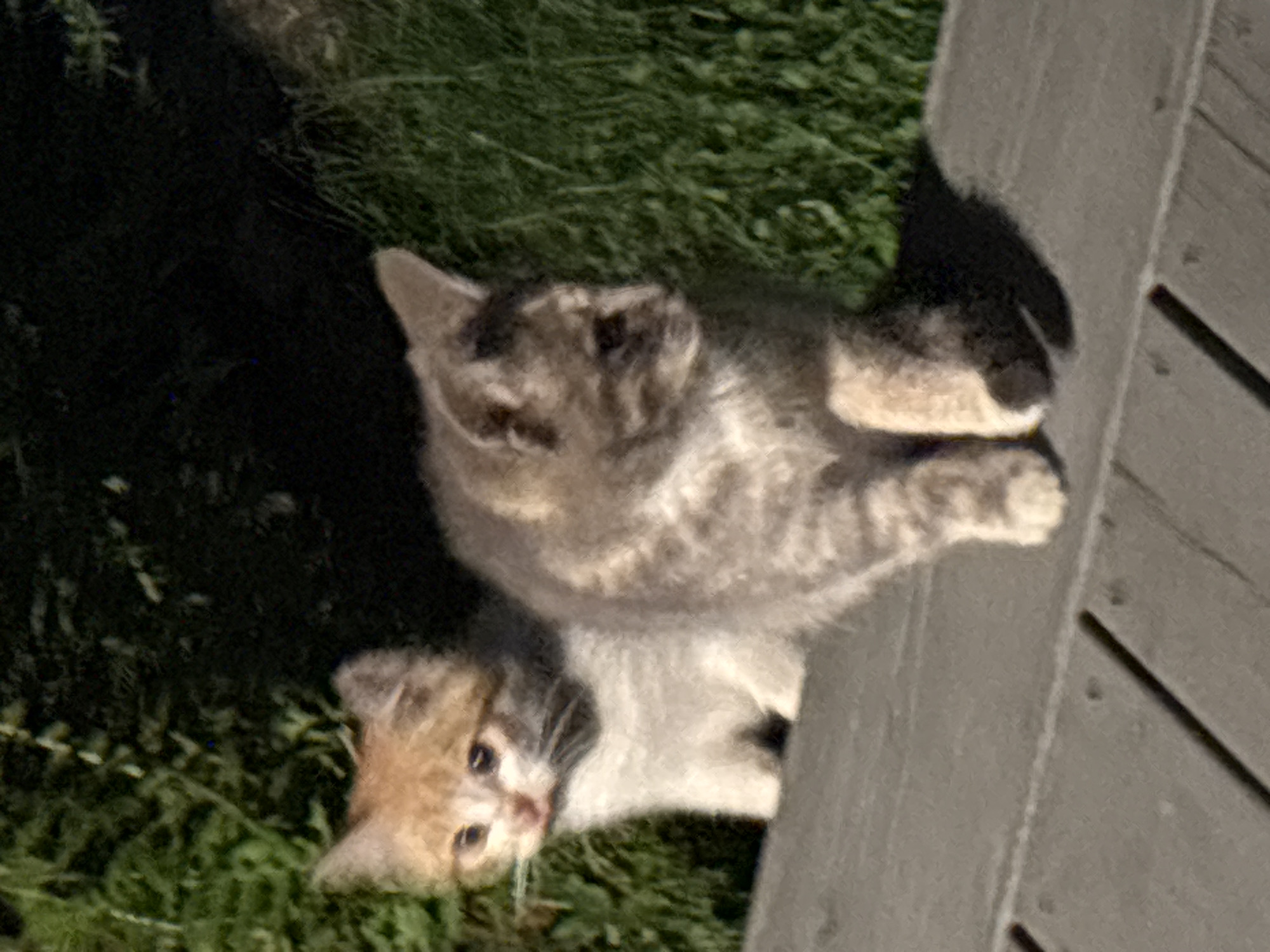 Cats and kittens on a wooden deck in Zvenigorod at night