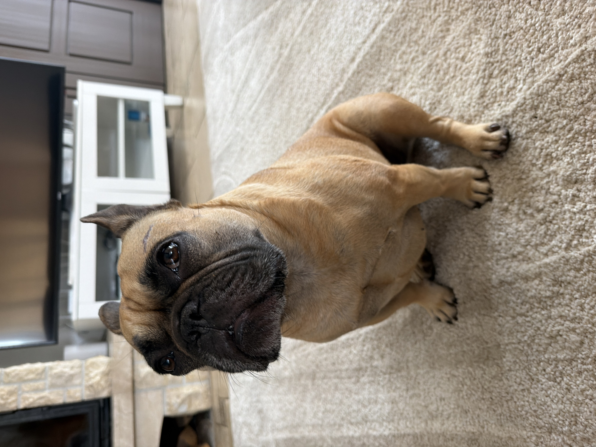 French Bulldog portrait session at a Baloži home