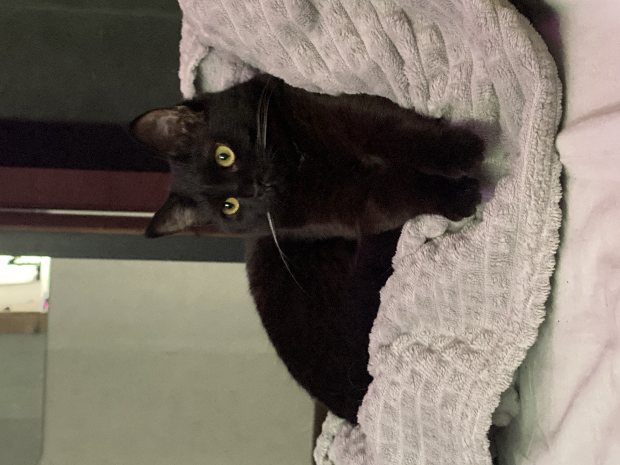 Black cat photographed resting at home in Izhevsk