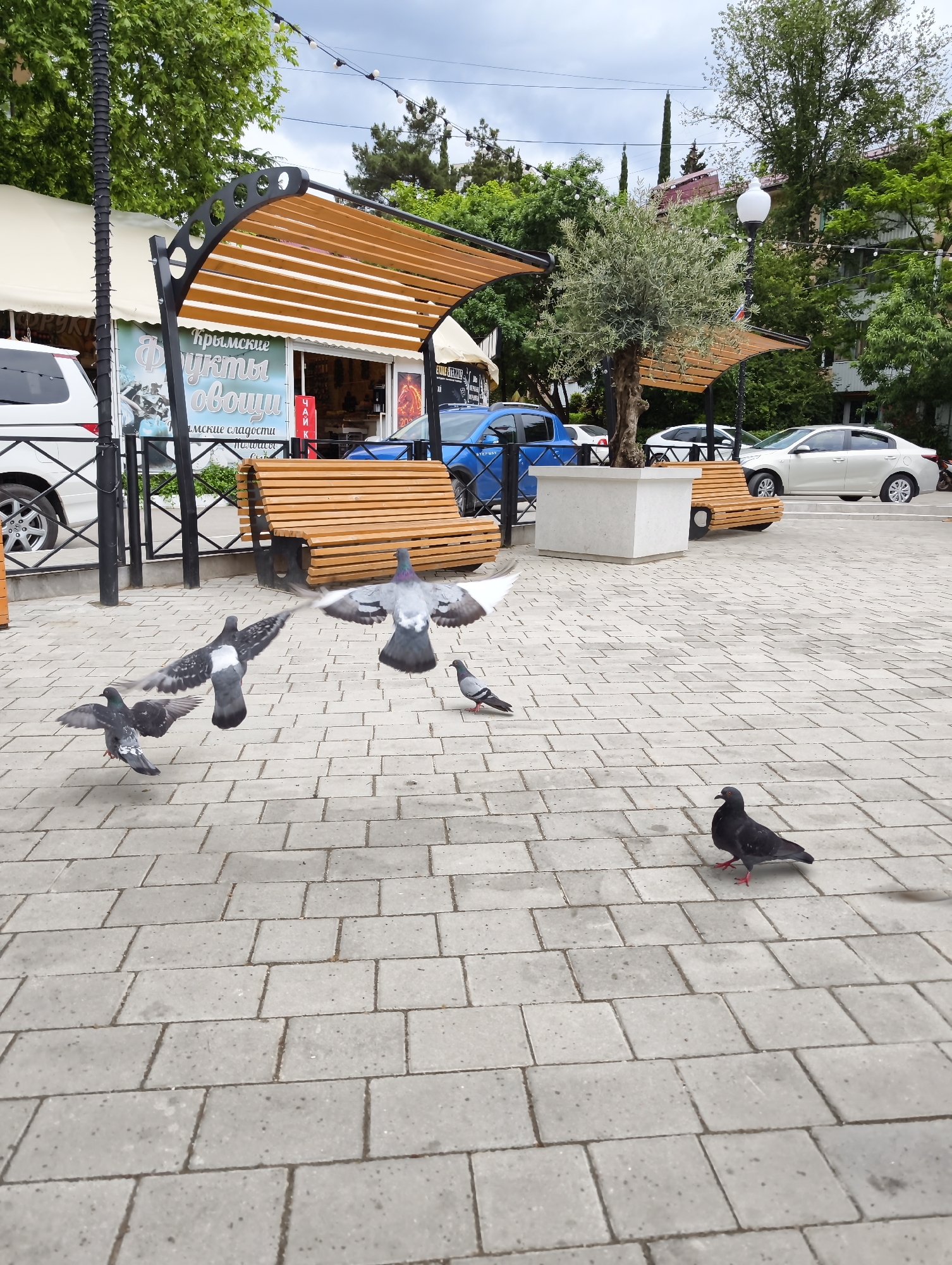 Morning scenes captured in Partenit square with pigeons, fountains