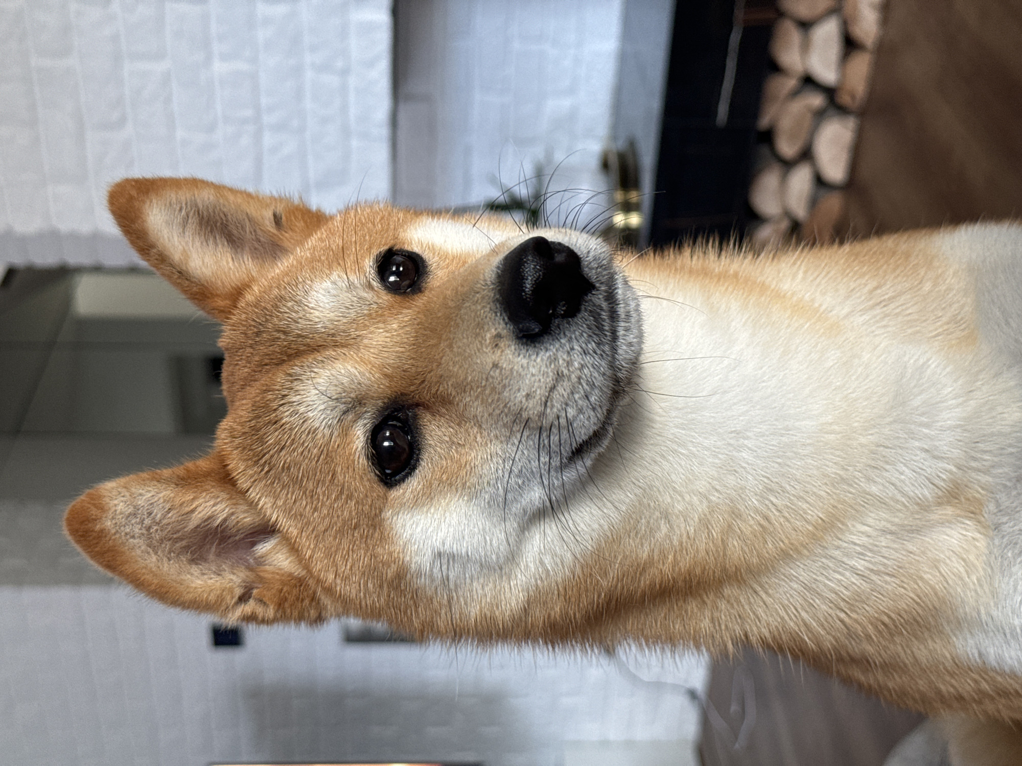 Shiba Inu dog photographed in Carnikava, Latvia