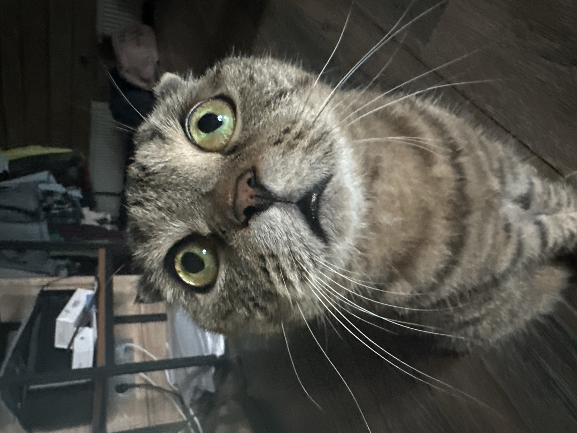 Green-eyed tabby cat, possibly Scottish Fold, photographed in Ozerki