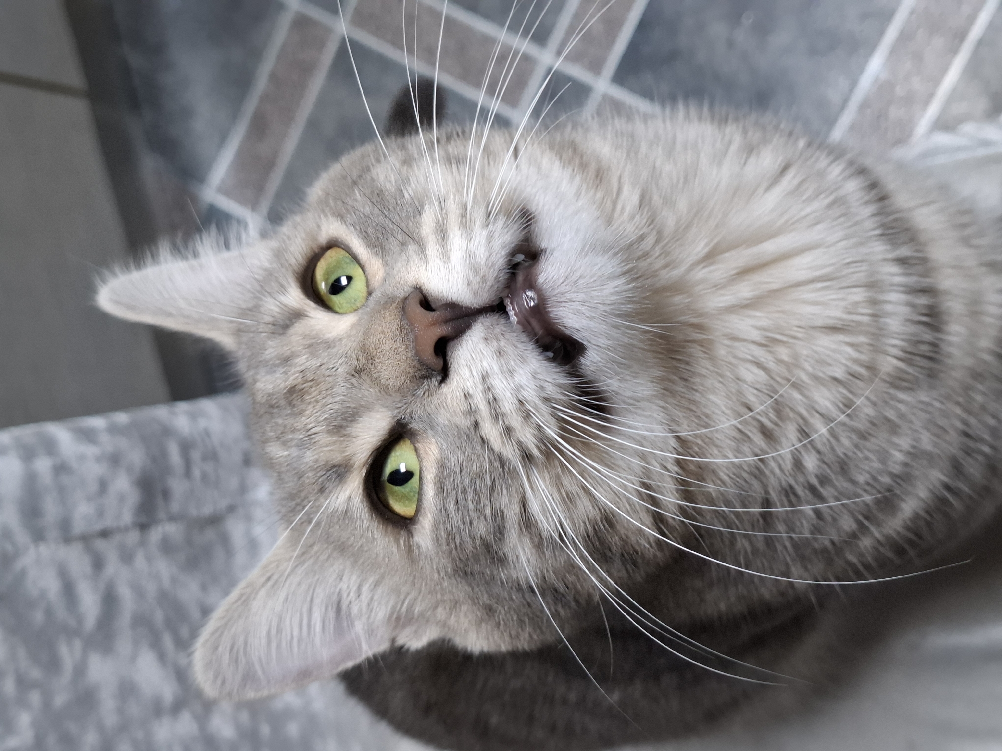 Gray tabby cat photographed in close-up shots in Novi Sad