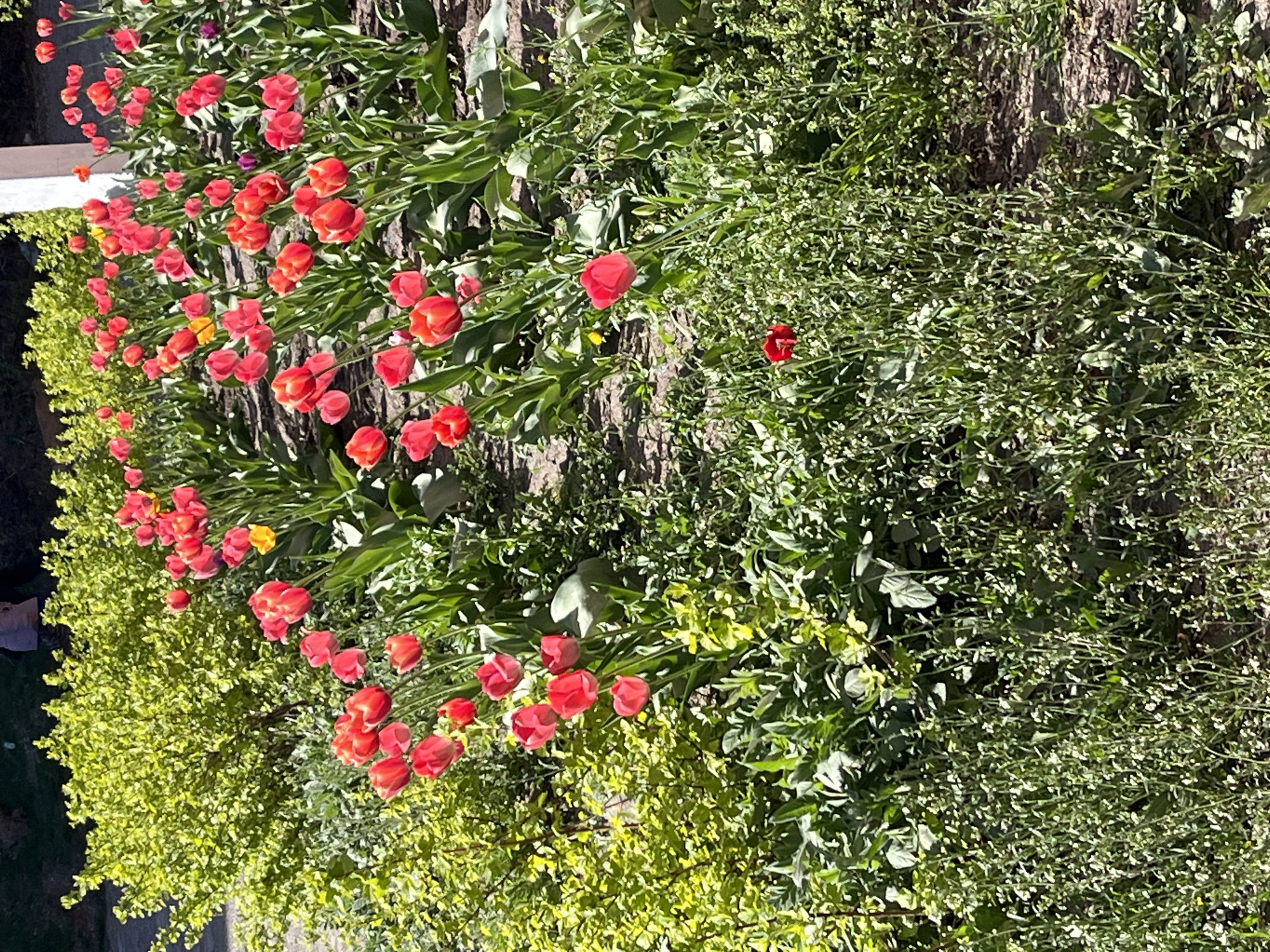 Woman documents spring day outing in Chaikovsky, Russia