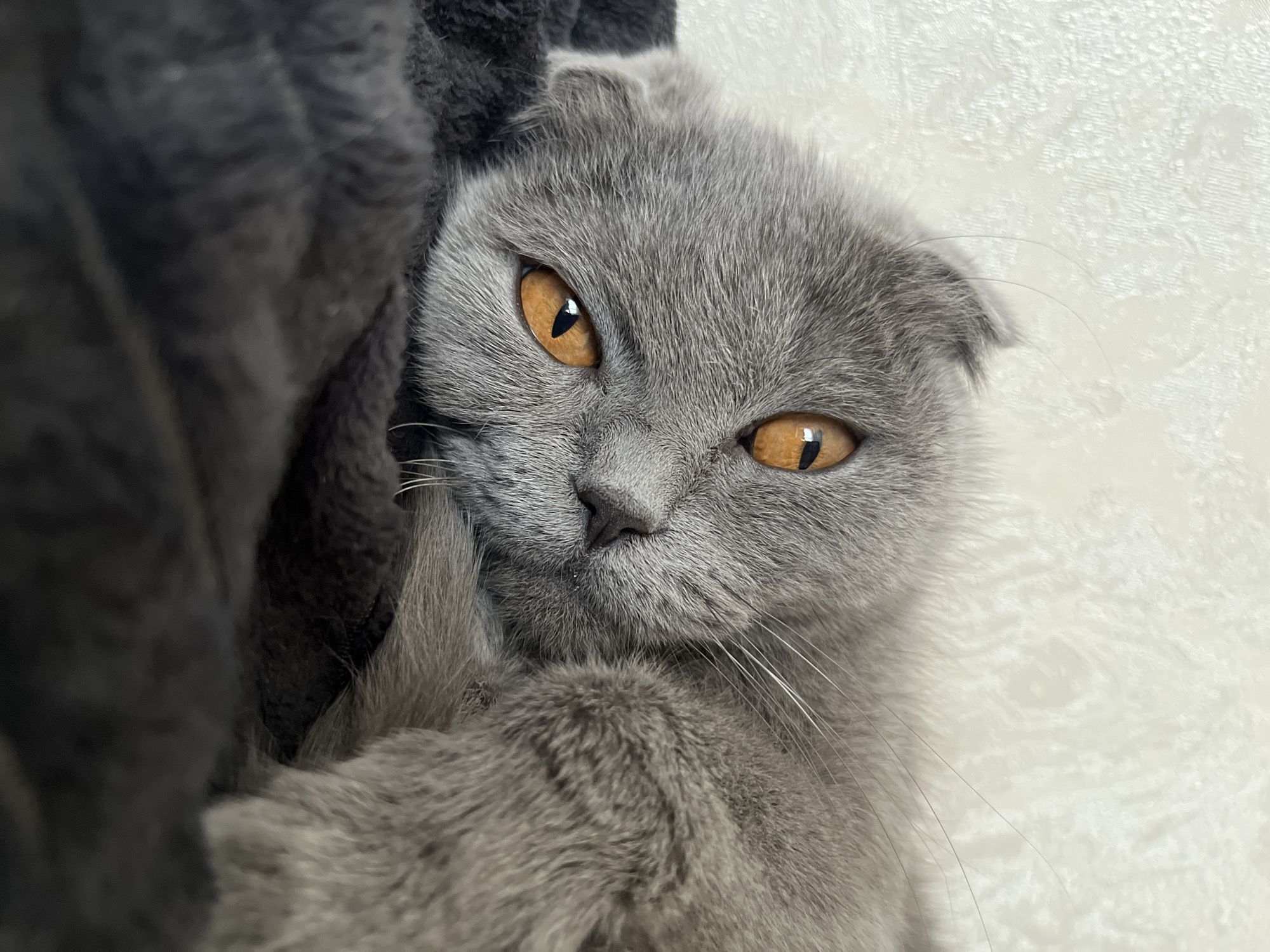 Gray Scottish Fold cat photographed in Hrodna, Belarus
