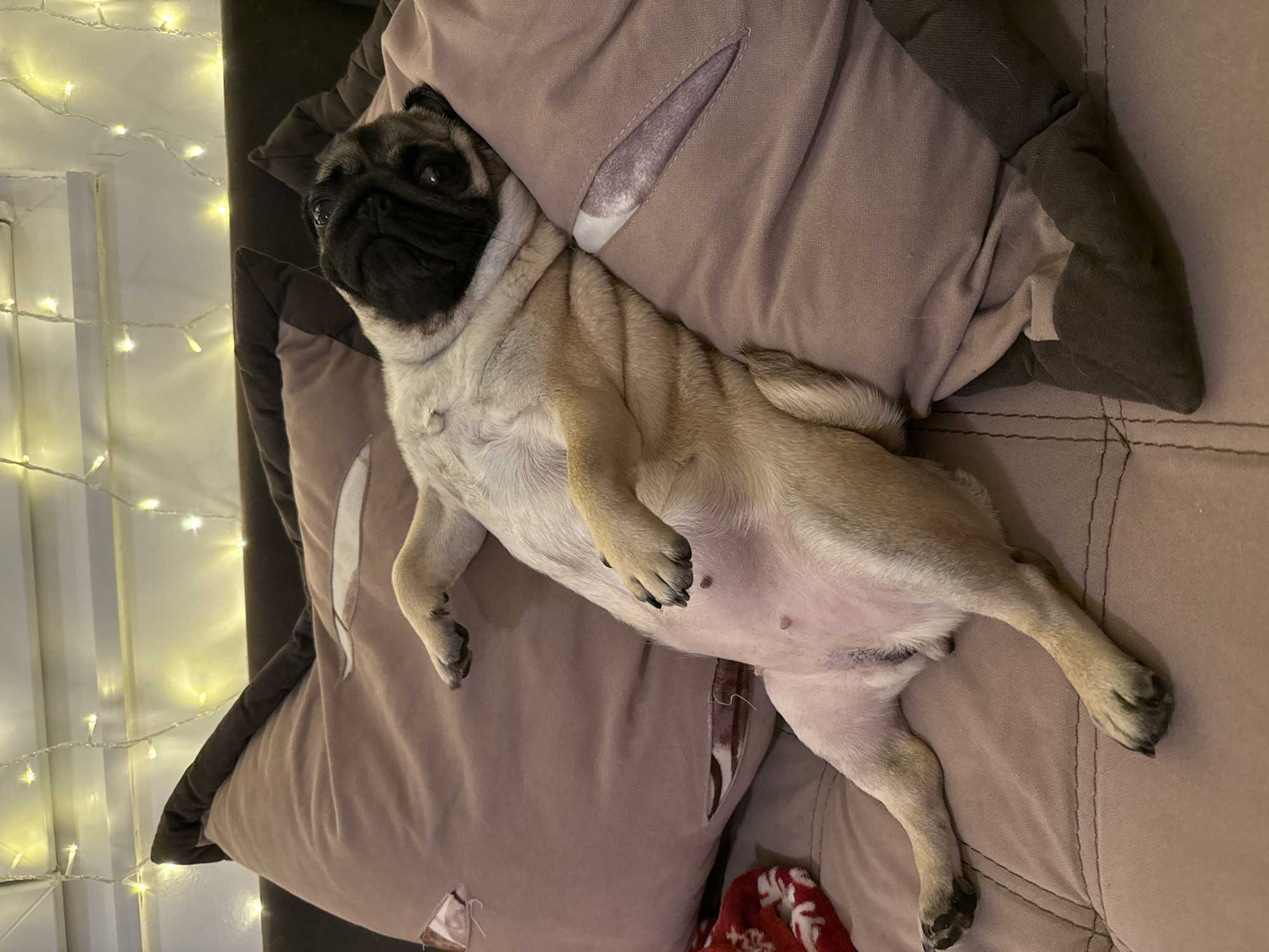 Two pugs lounging on a couch, one mid-yawn