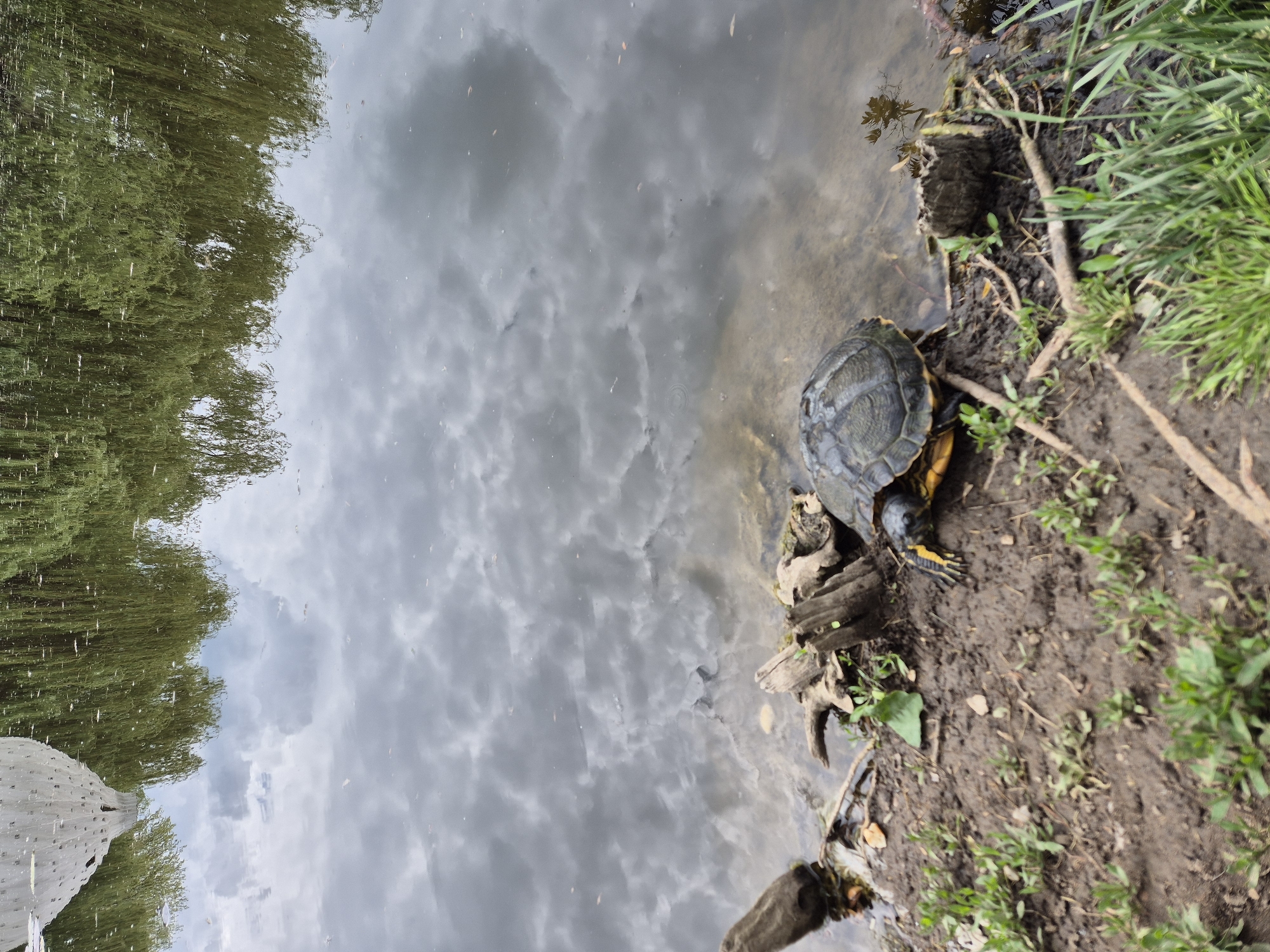 Turtle spotted on muddy bank at pond edge