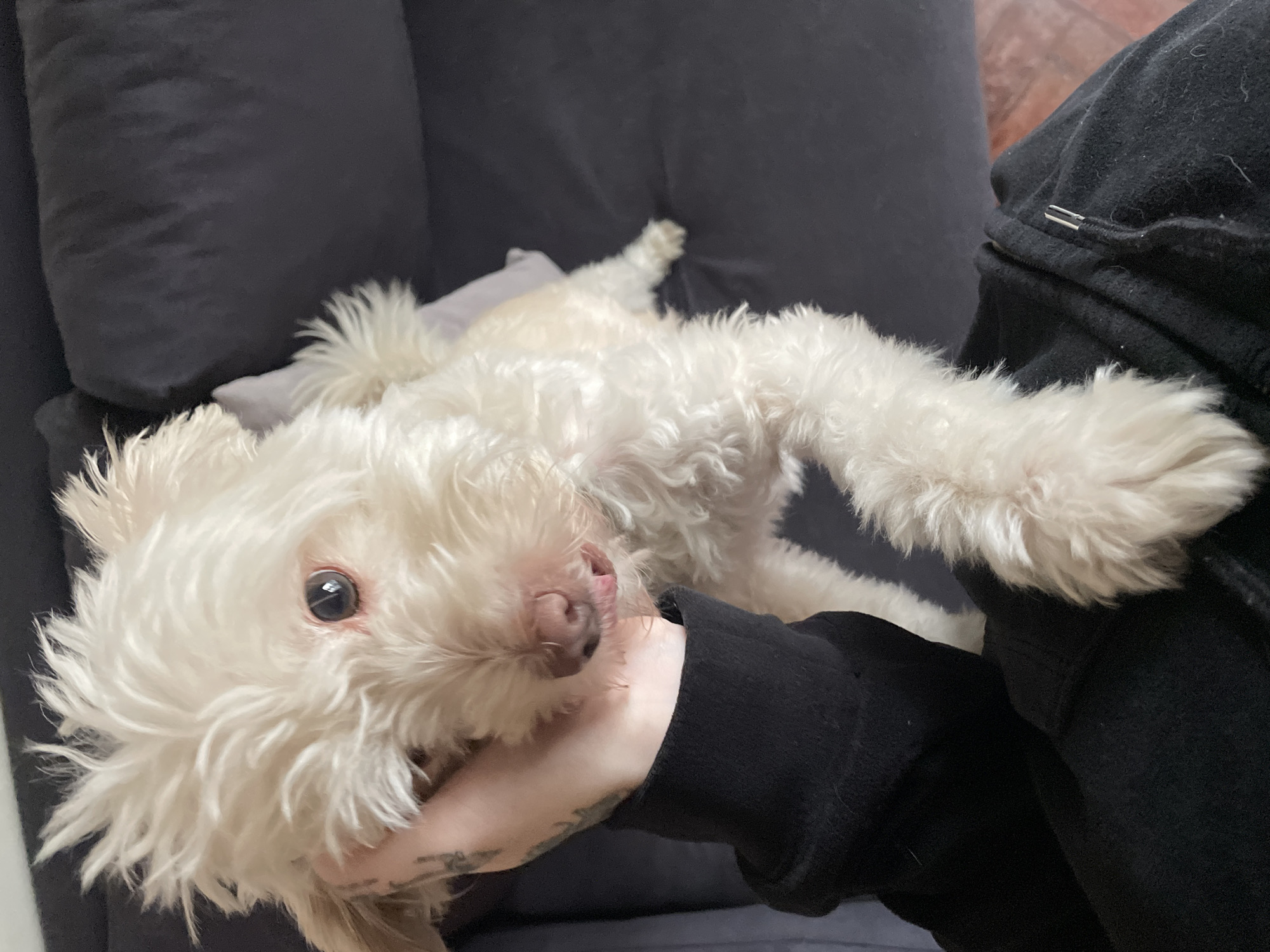 White dog receives affection on couch in Buenos Aires home