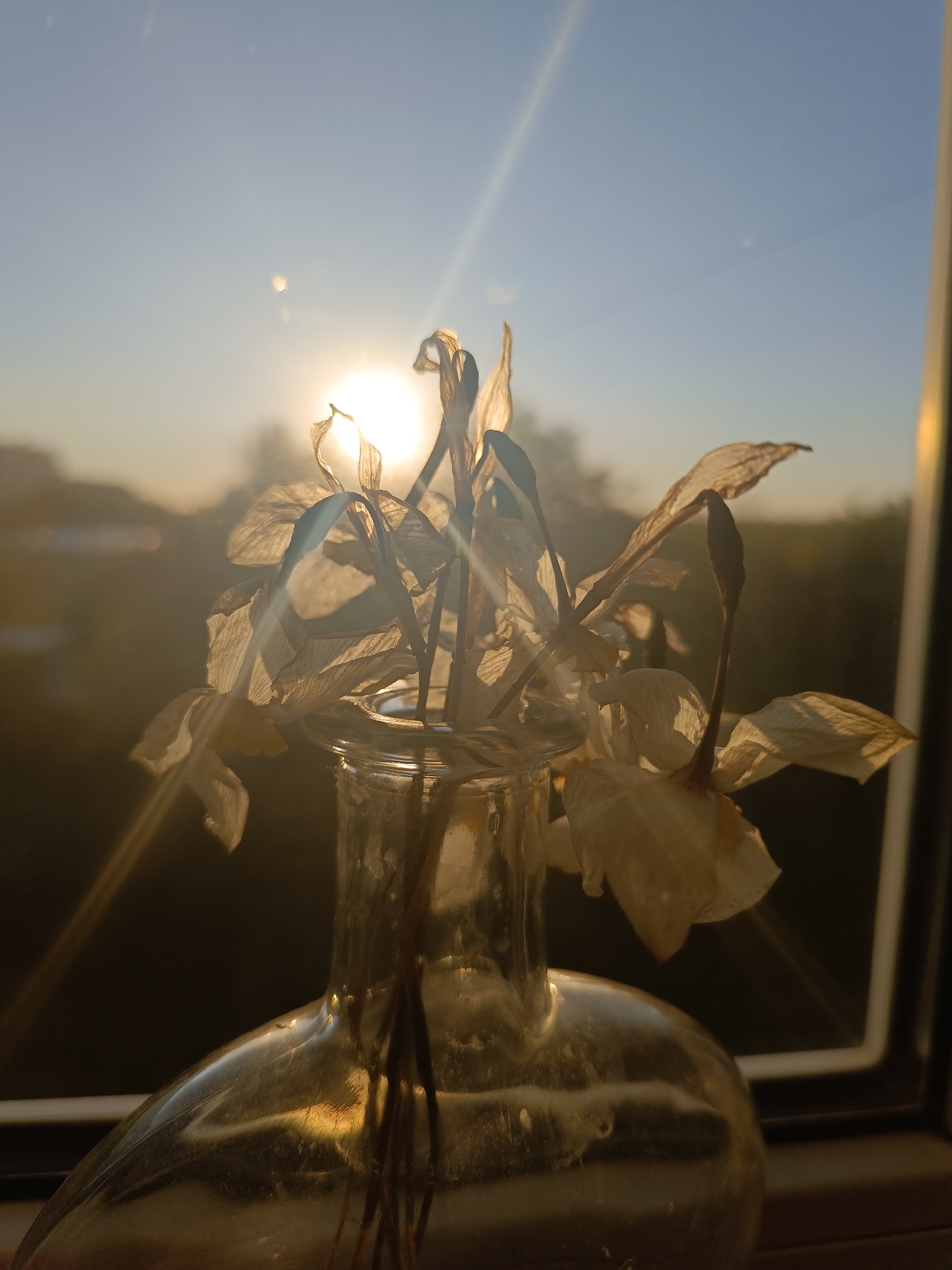 Dried flowers captured in golden window light, Lermontov Russia