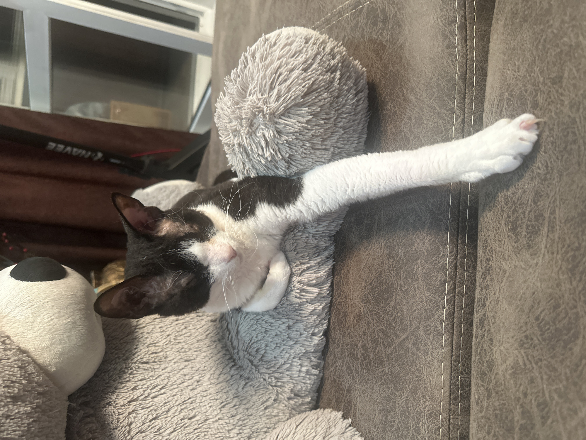 Lazy cat naps and kitchen crafting in Sayanogorsk
