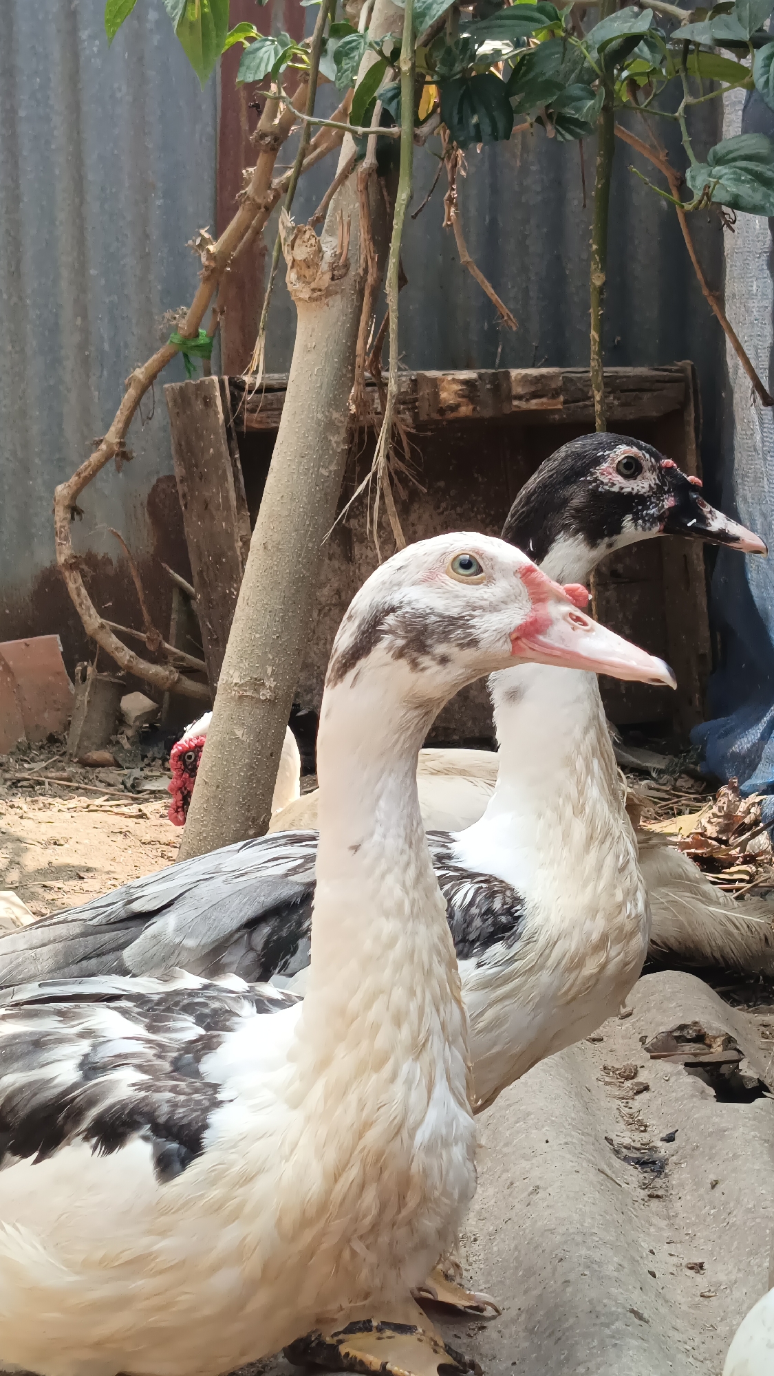 Muscovy ducks in a Kebumen enclosure, early morning
