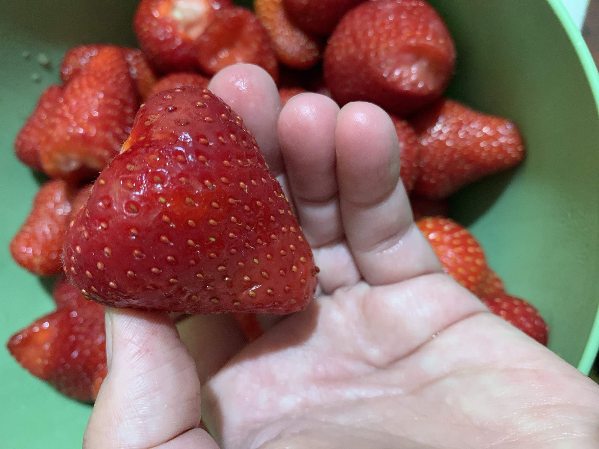 Morning garden harvest: strawberries, roses, and mint cultivation documented