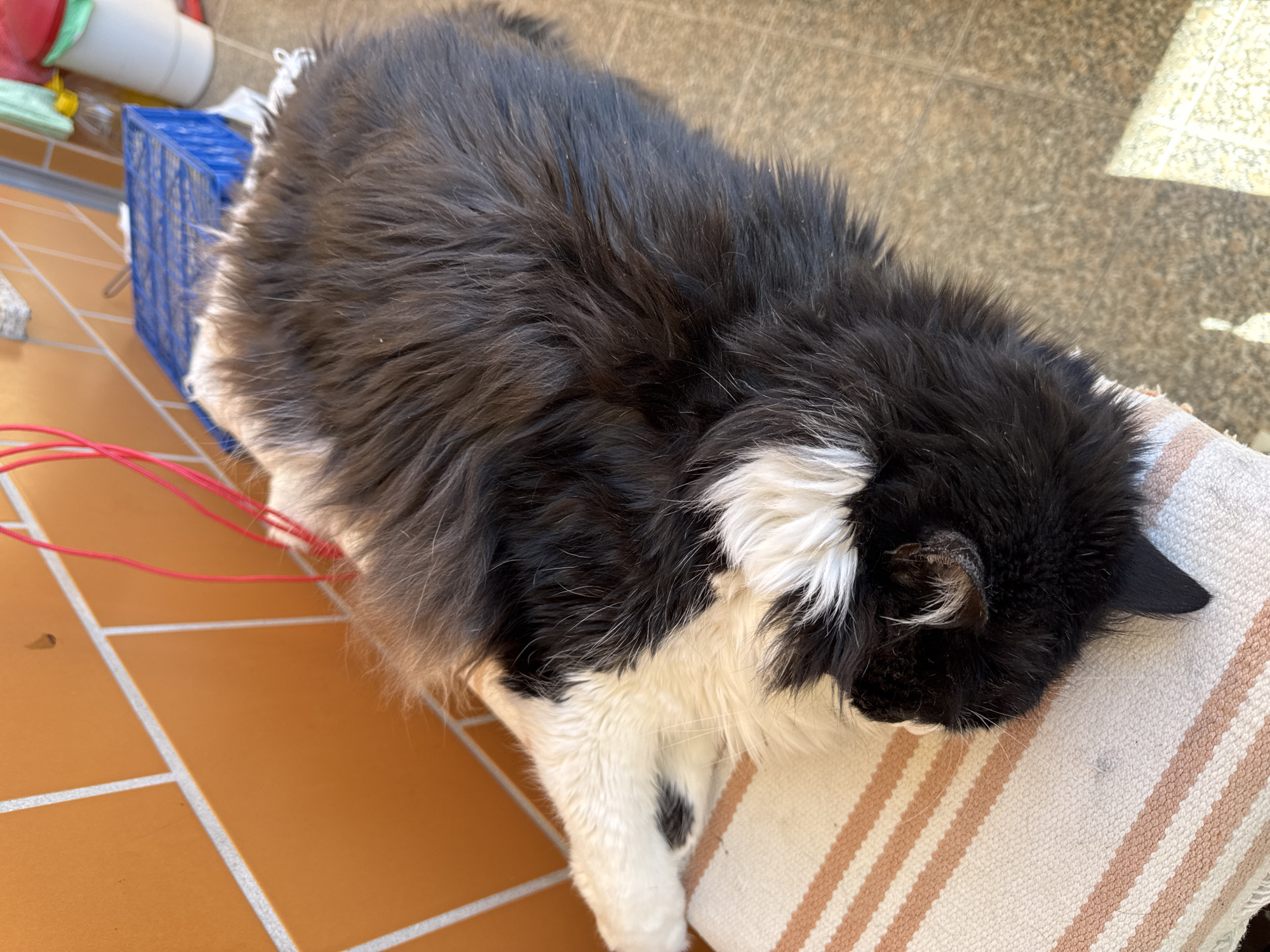 Cat naps and online betting observed in Mirandela