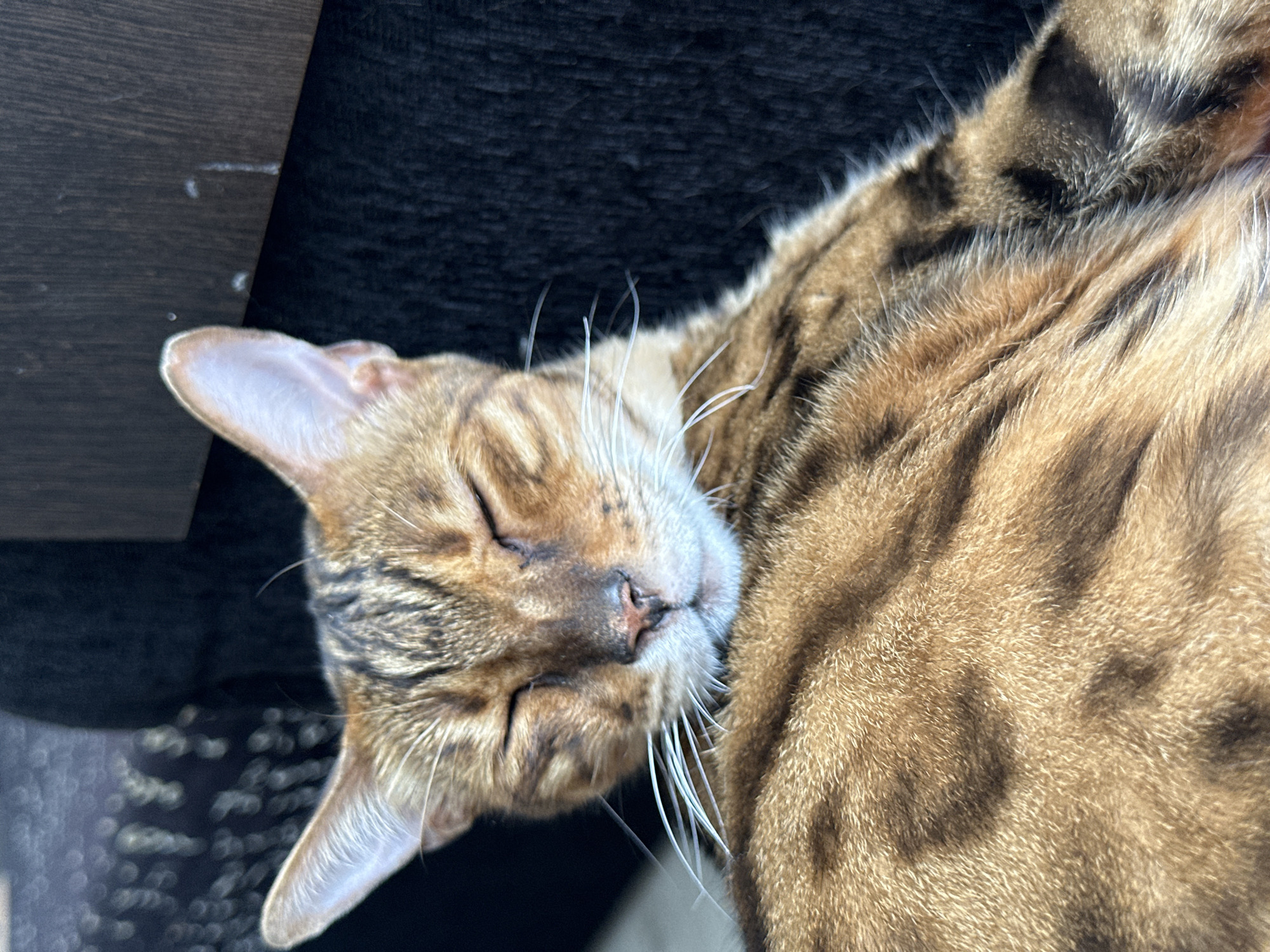 Bengal cat naps, clouds drift, lazy morning in Energetik