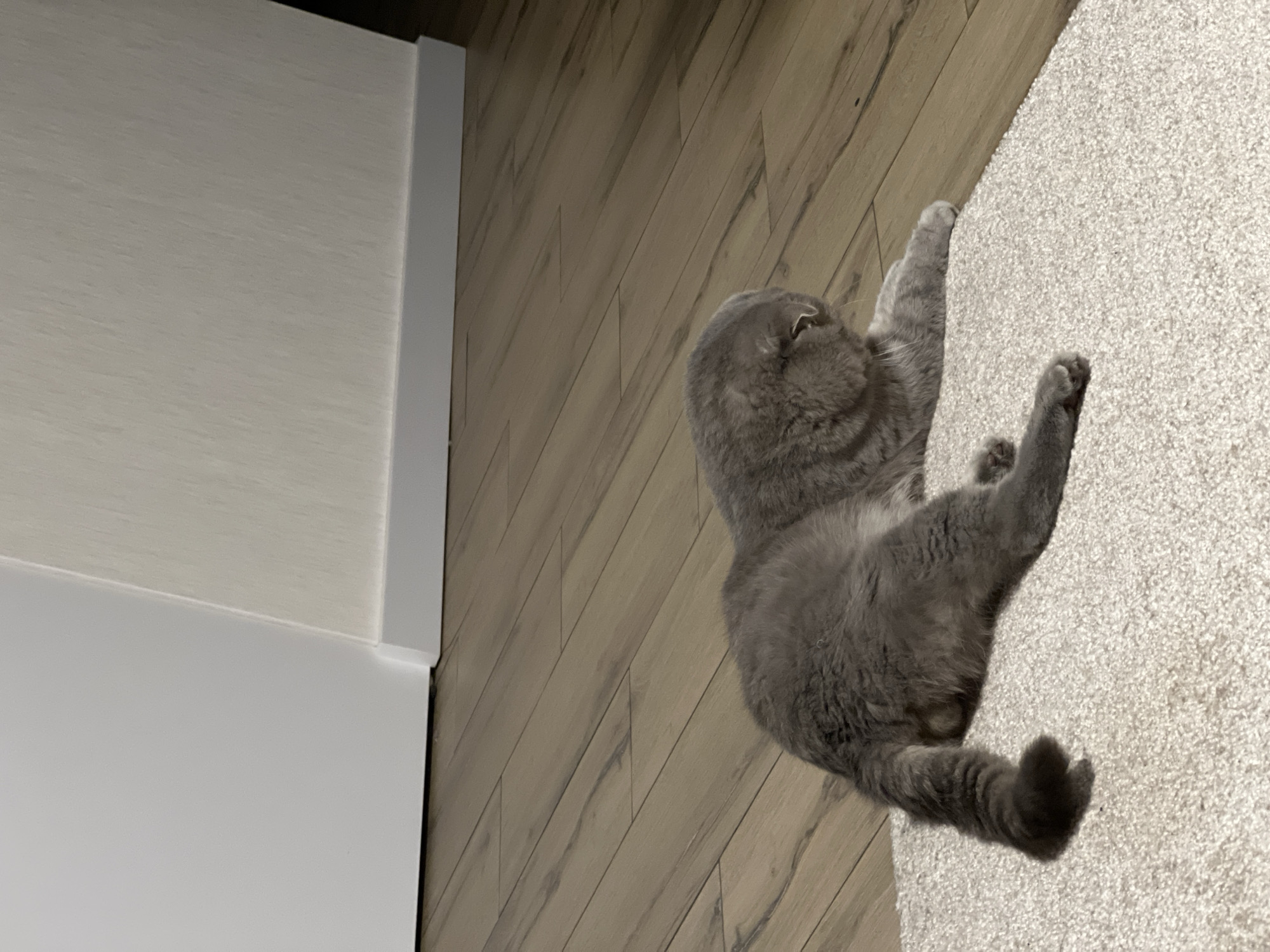Scottish Fold cat loungeing and roaming a Votkinsk apartment