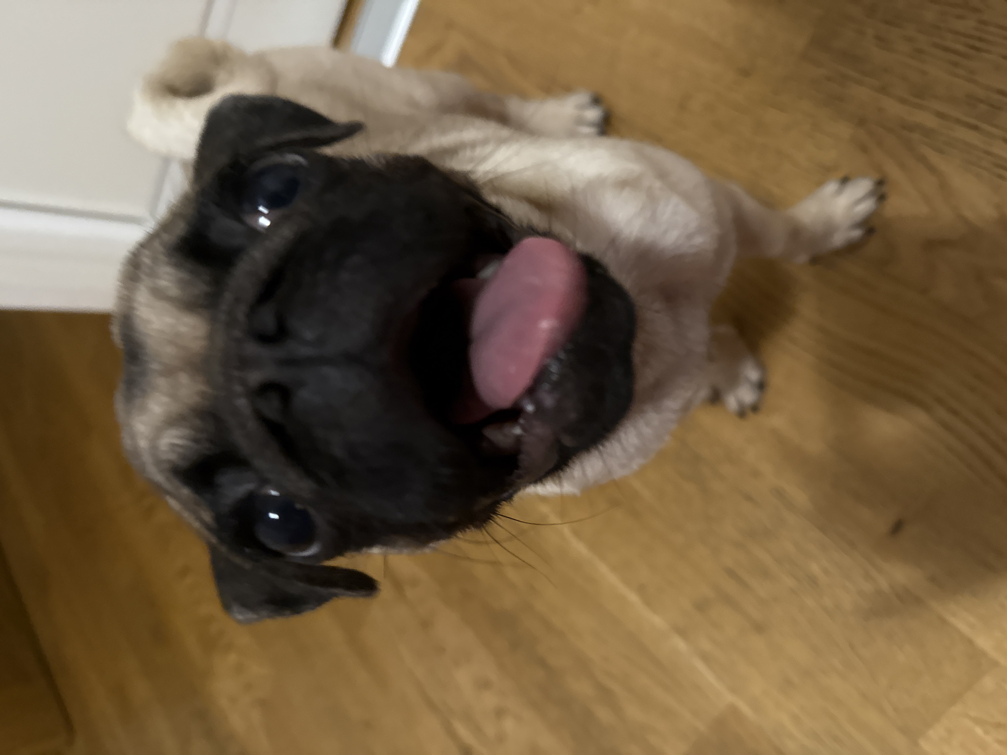 Fawn pug photoshoot across multiple indoor spots