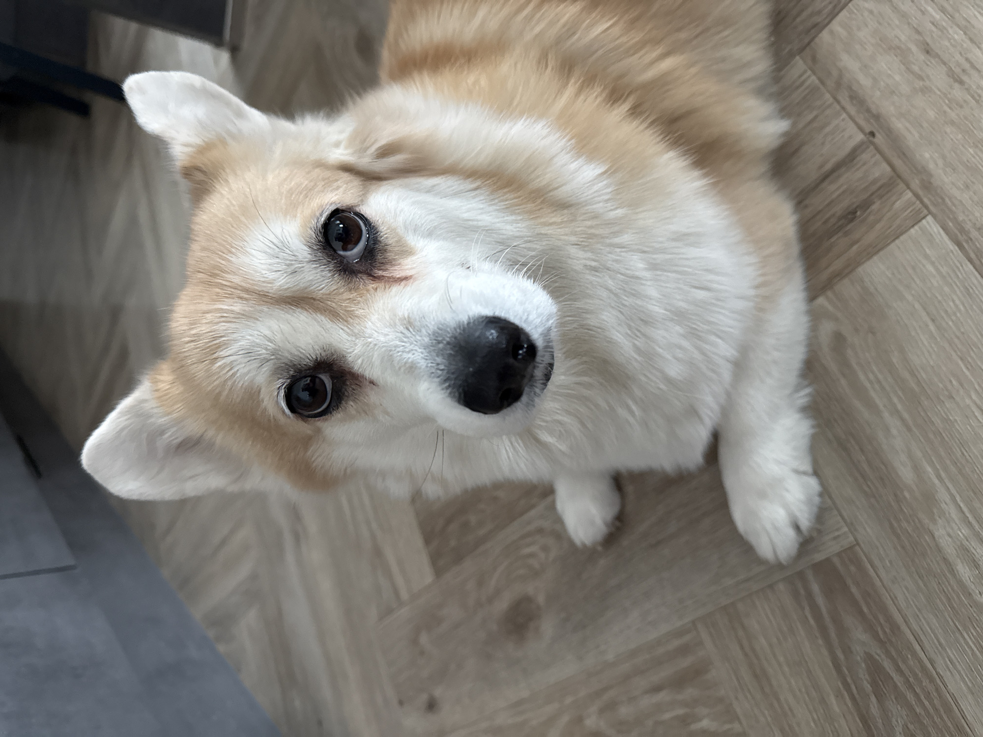 Krasnoyarsk resident captures corgi and street scenes on overcast day