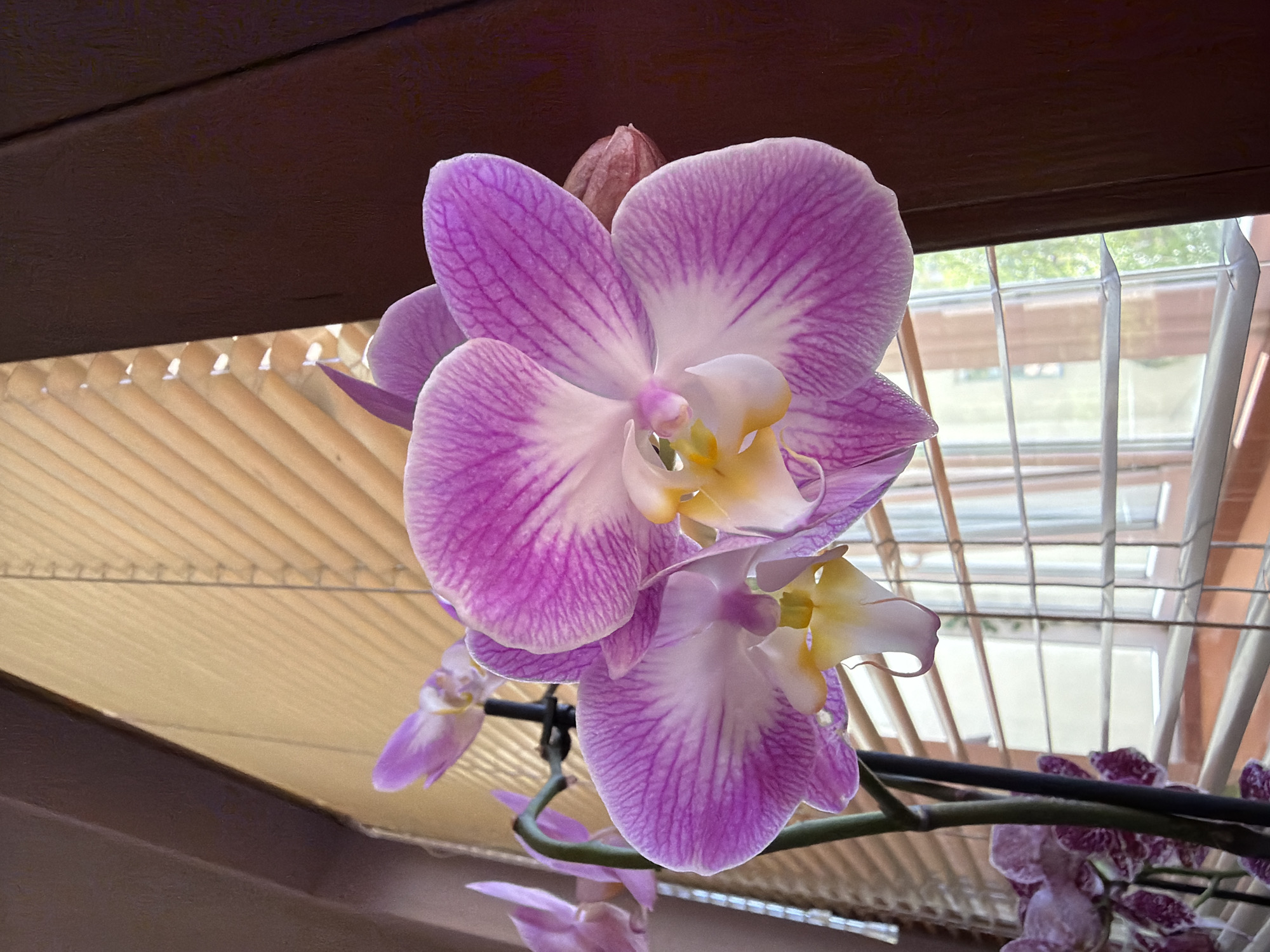Garden enthusiast documents flowering plants in Lovech home