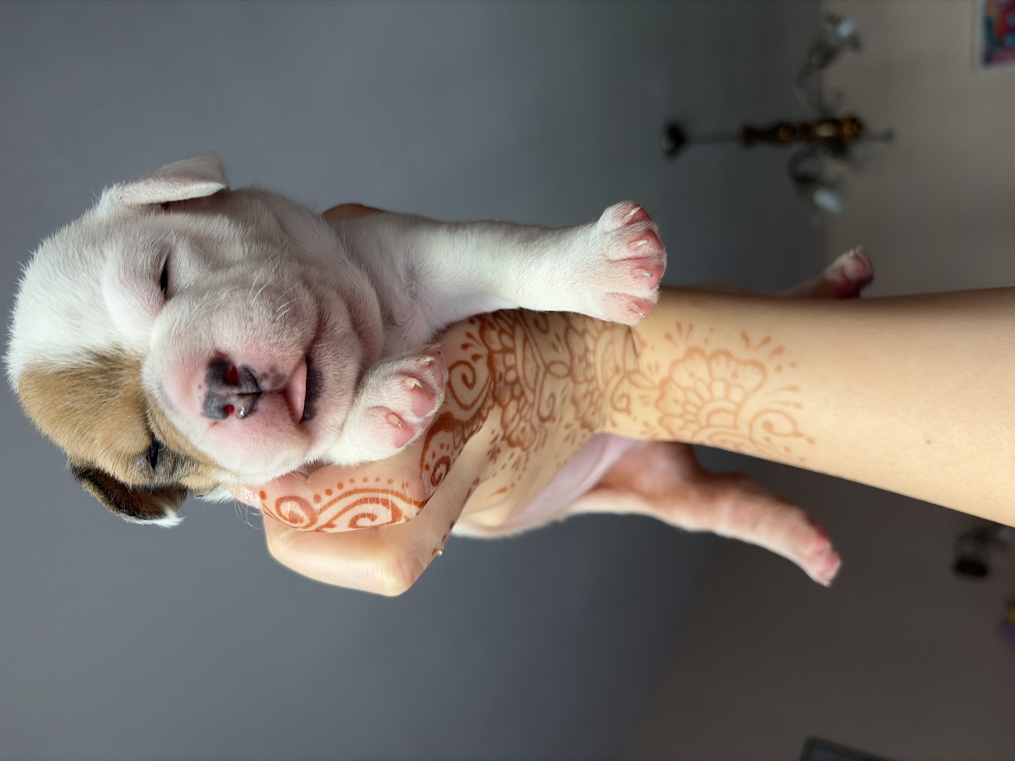 Person documents newborn puppies with adult bulldog in Sofia