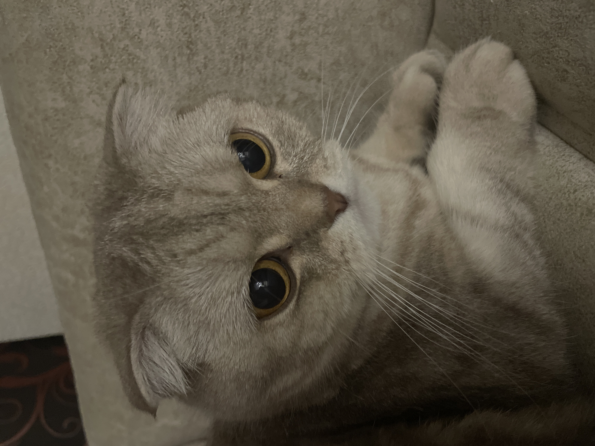 Scottish Fold cats at home, city skyline and full moon outside