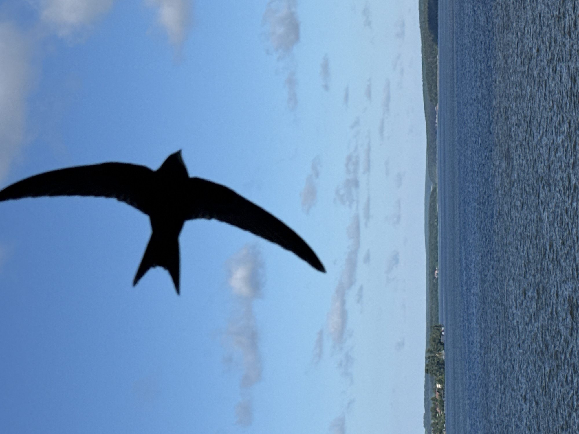 Swifts fly over Votkinsk Reservoir on clear morning