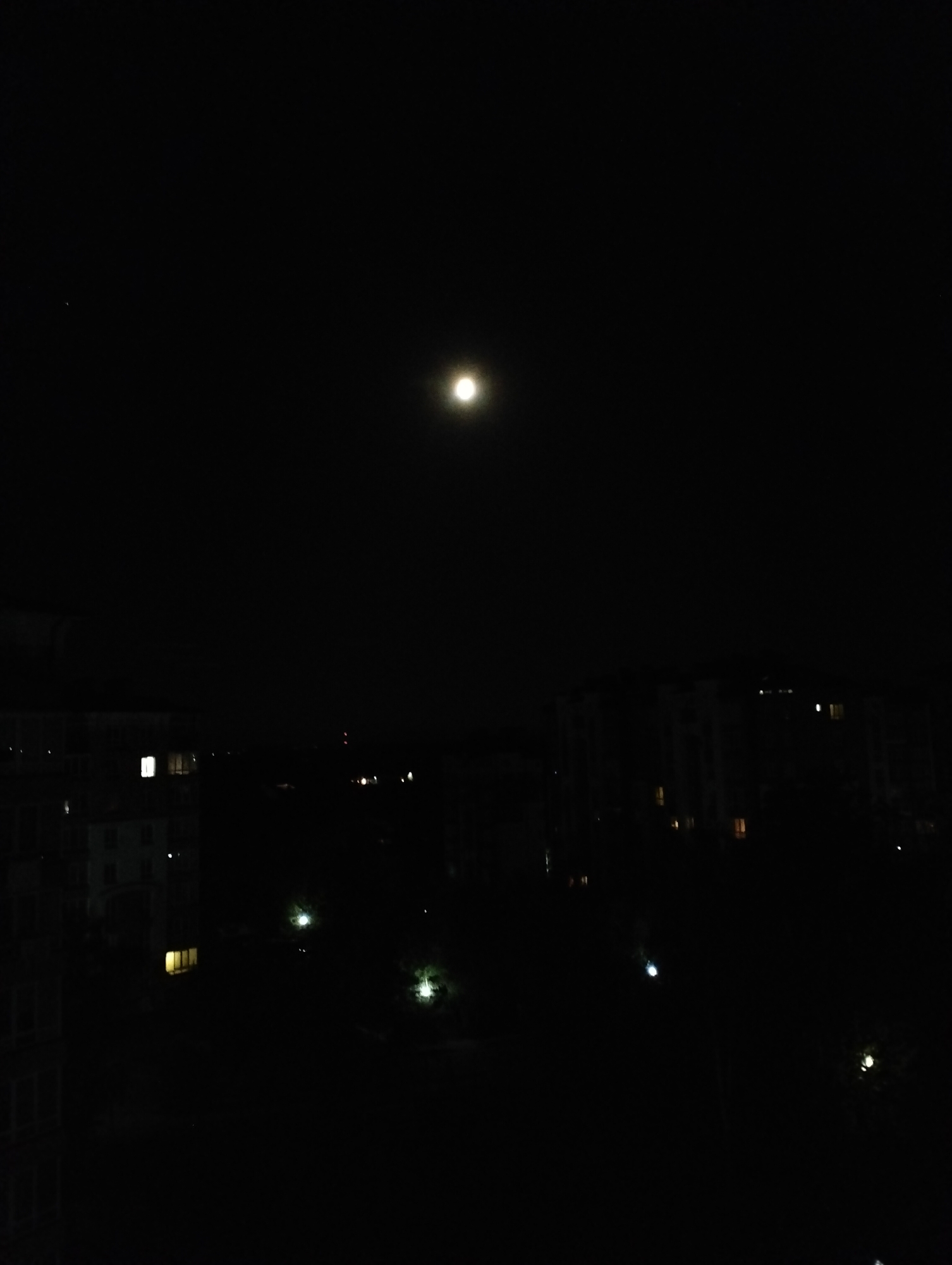 Domestic cats observed during quiet evening in Krykhivtsi, Ukraine