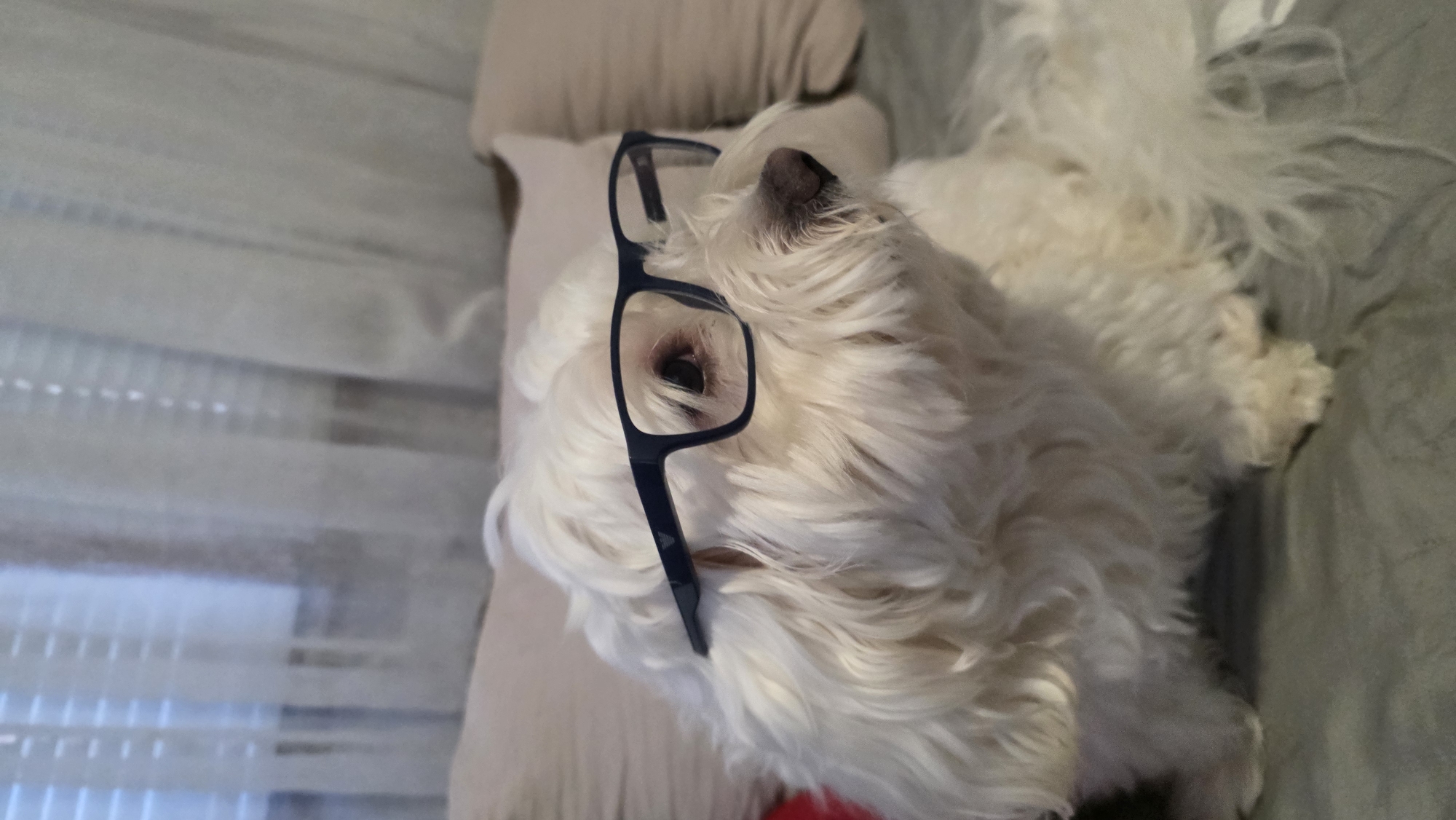 Dog Wears Glasses in Blagoevgrad Home Photo Session