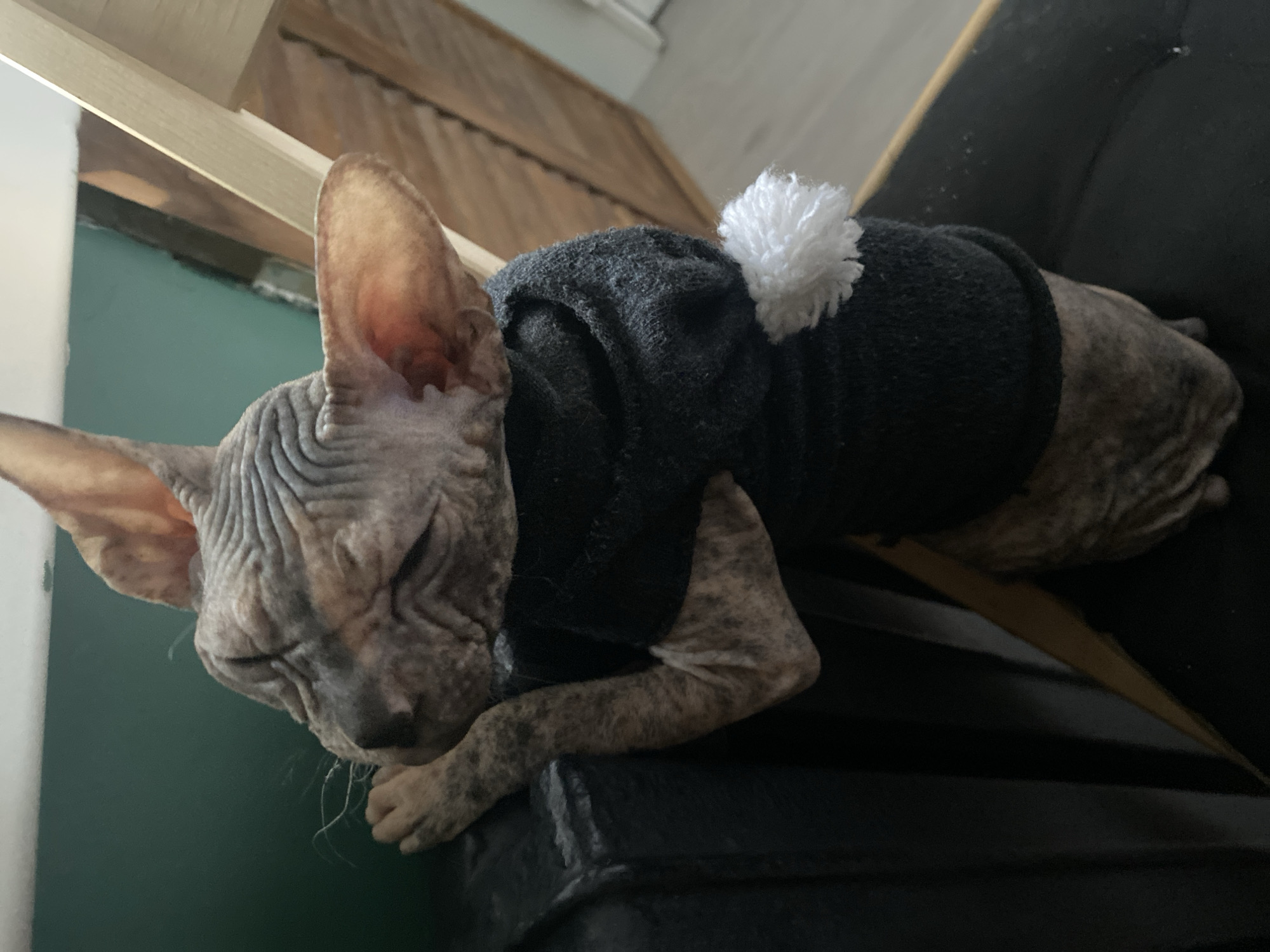 Sphynx cat in sweater spotted napping in Kazan