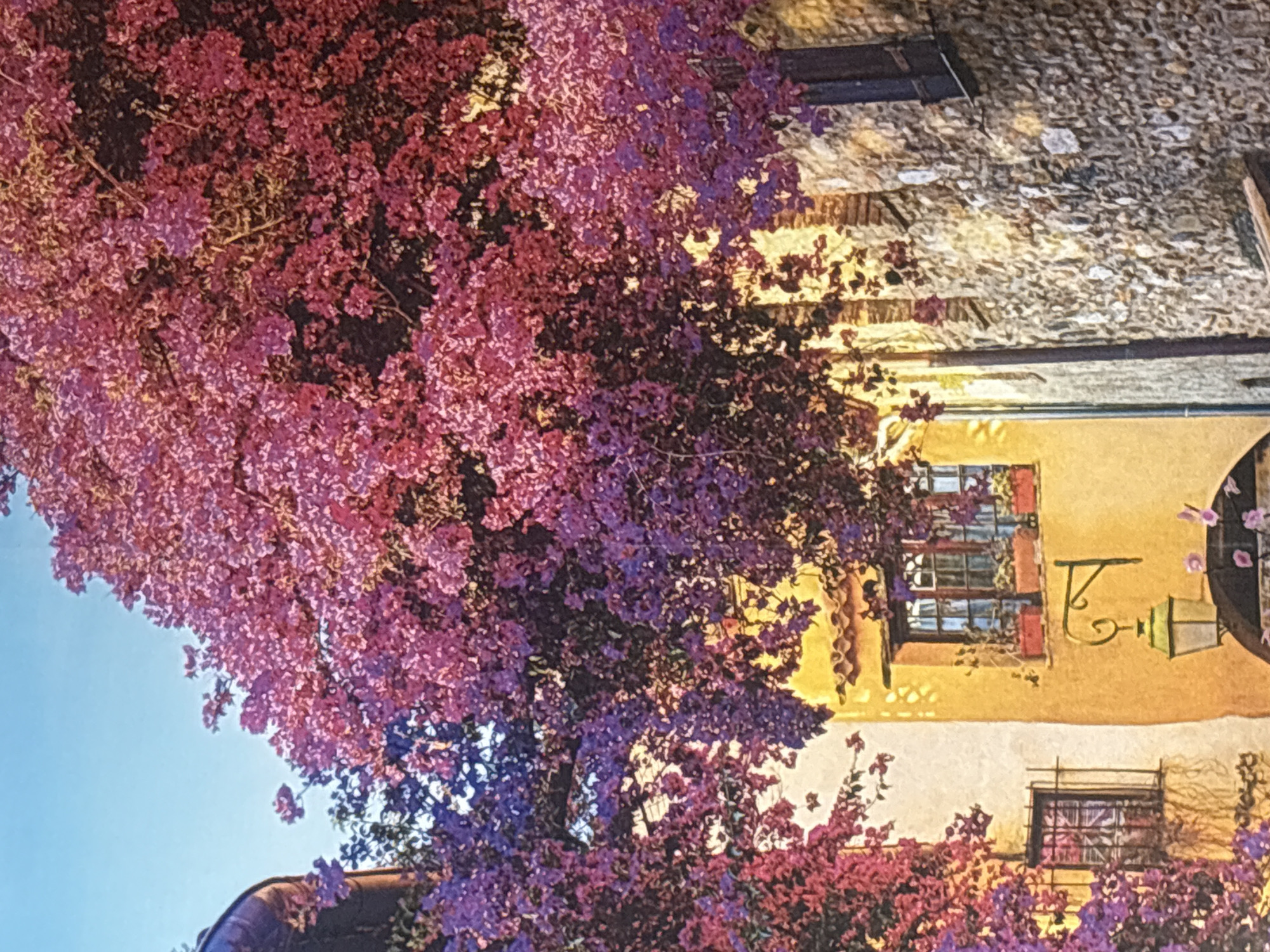 Bougainvillea, pears, and stone walls in a Georgiyevsk courtyard