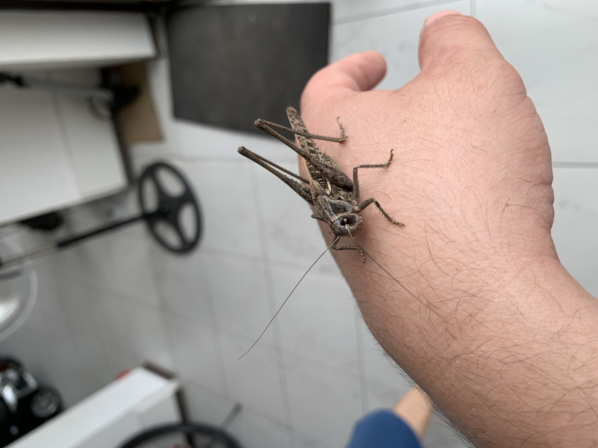 Grasshopper up close, indoors in Kropotkin