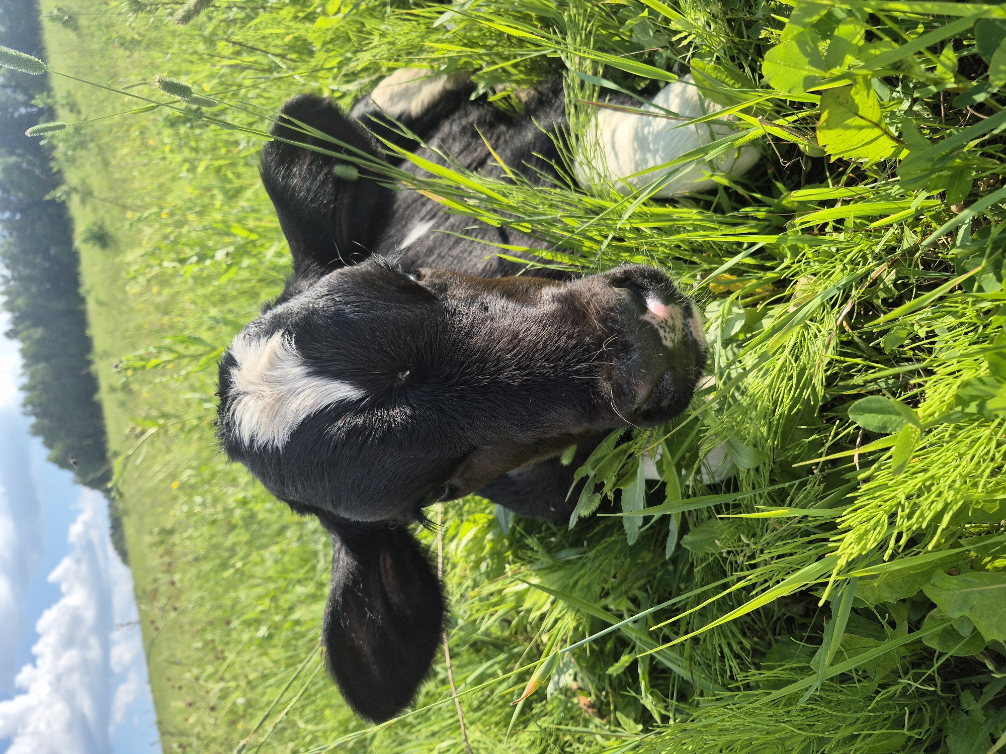Lazy afternoon with a calf in a Russian field