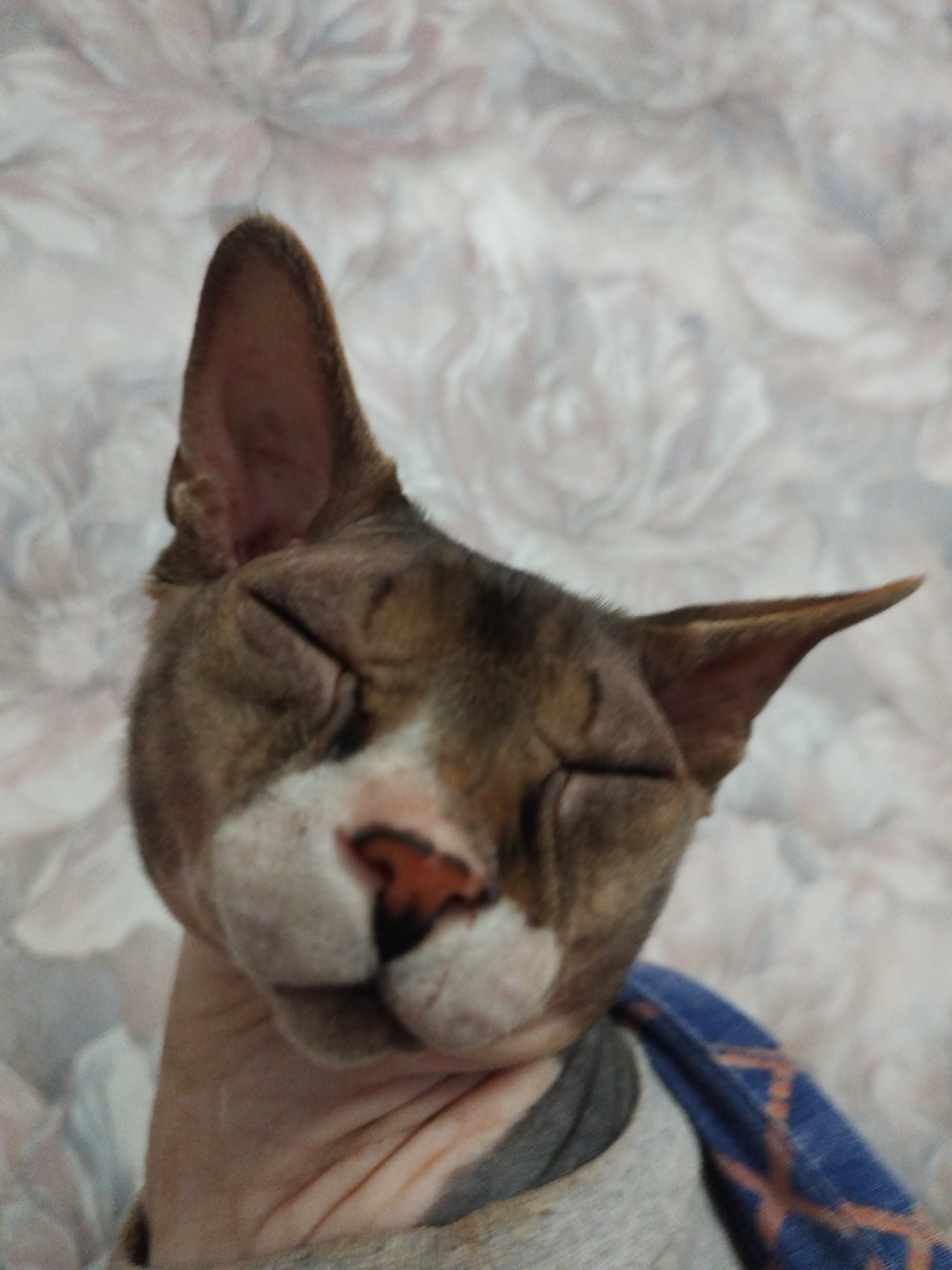 Quiet domestic afternoon with cats, couple, wedding rings documented