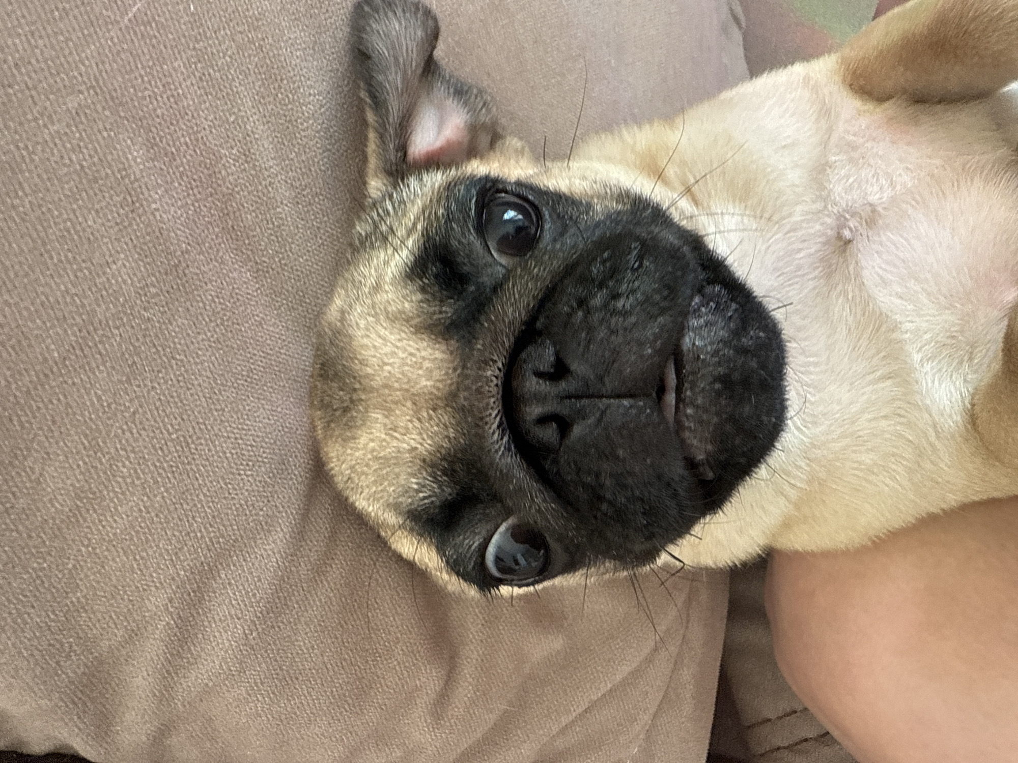 Pugs photographed relaxing indoors during afternoon rest period