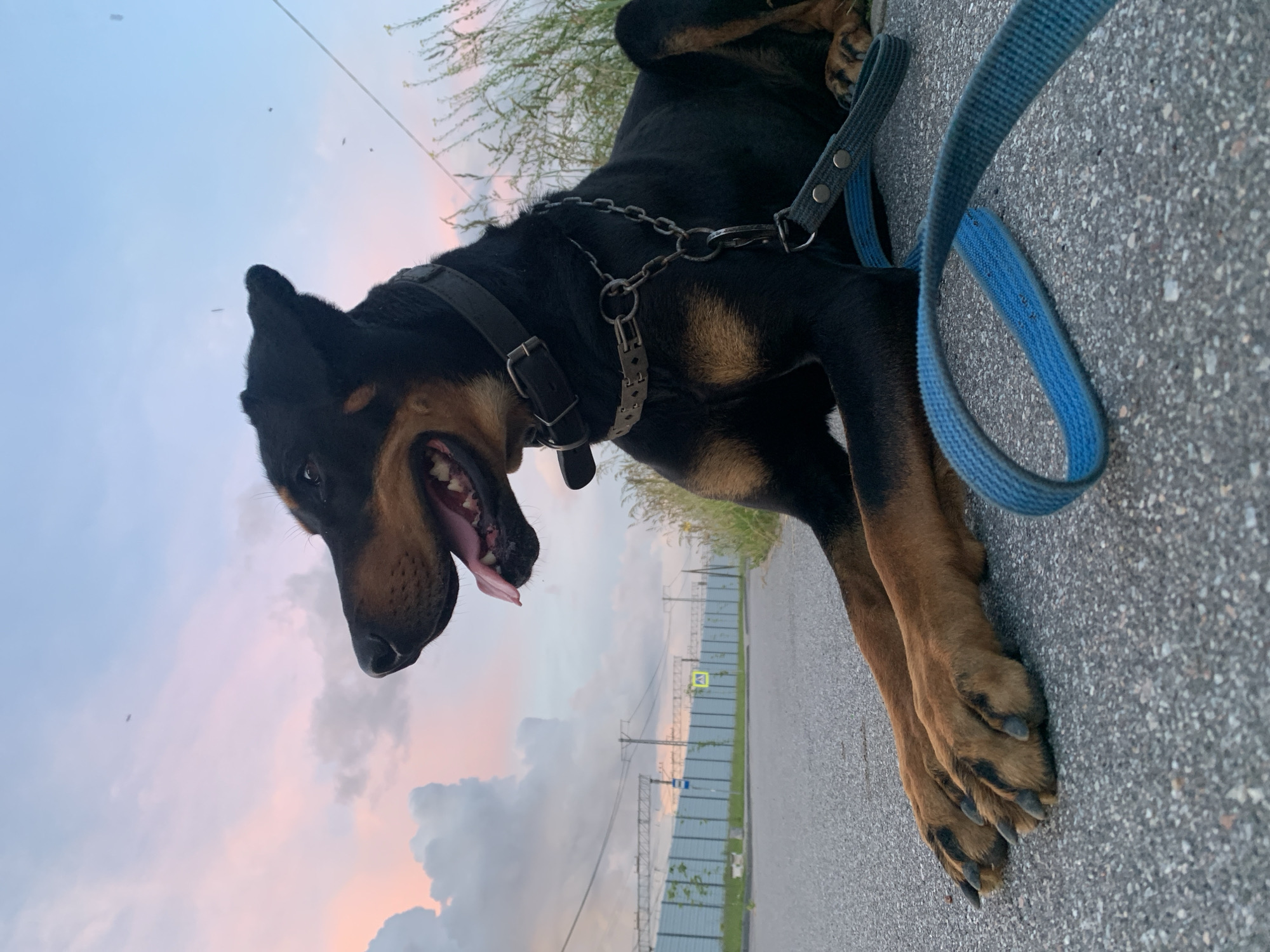 Doberman relaxes near Gatchina railway at sunset