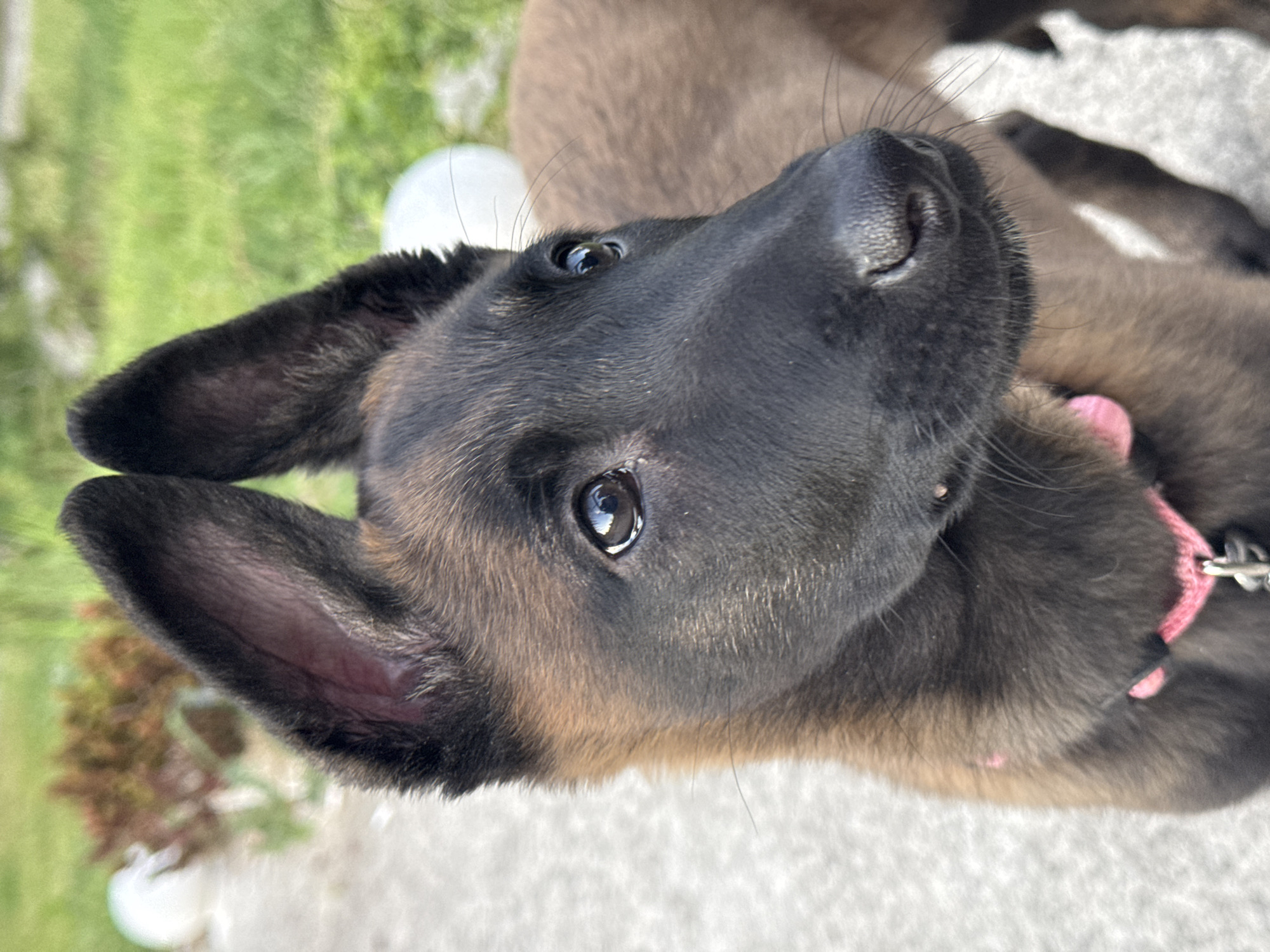 Puppies play outdoors during afternoon in Bulgarian village