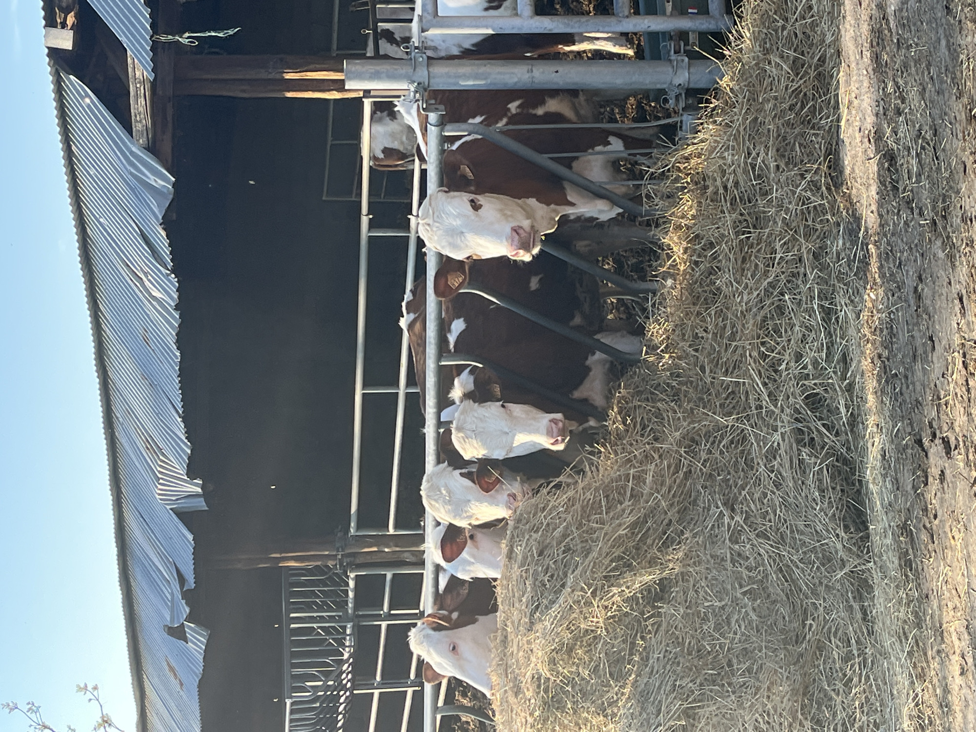 Cows feed on hay in Chambœuf barn facility