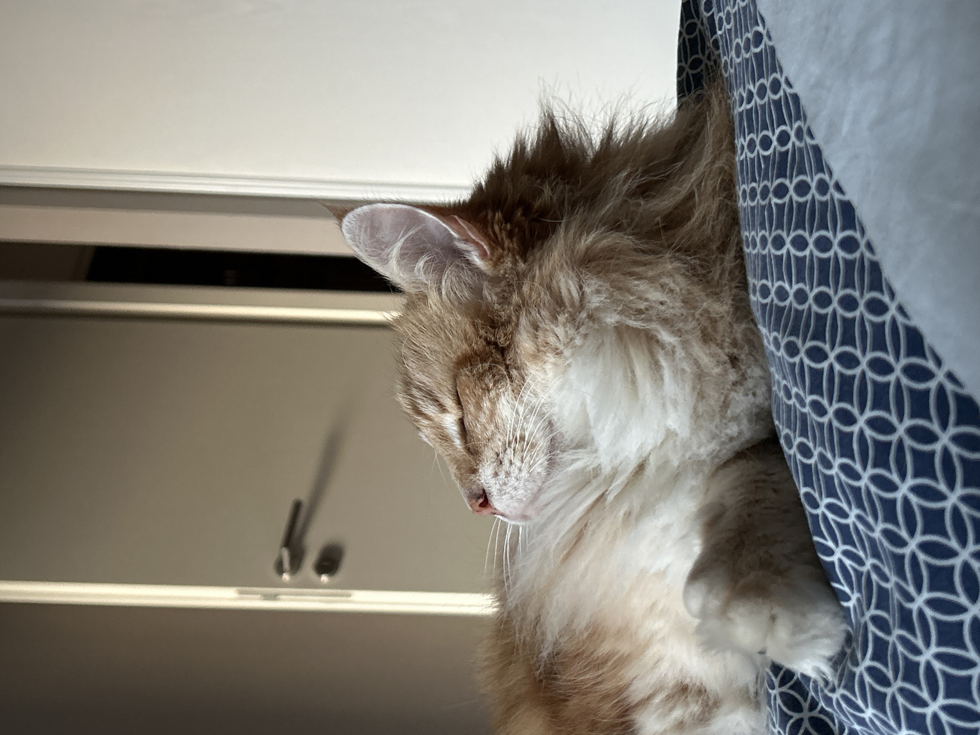 Orange cat photographed napping on patterned bedding in Strasbourg