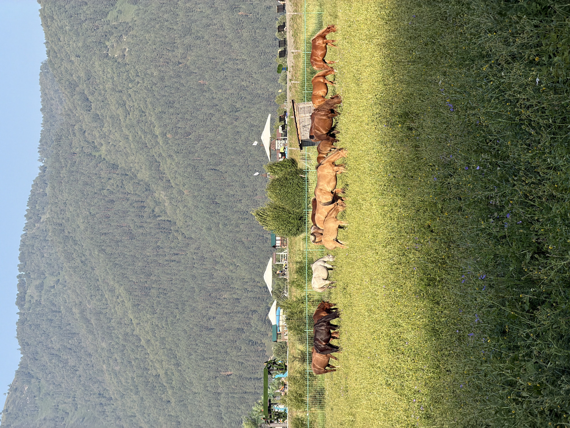 Horses, mountains, and meadows in Altai's Anos village