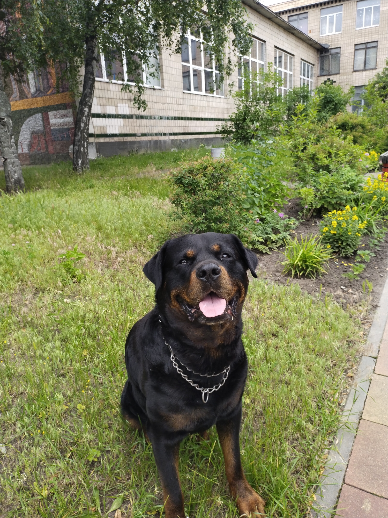 Afternoon stroll documented in Horishni Plavni, Ukraine featuring dog and monuments