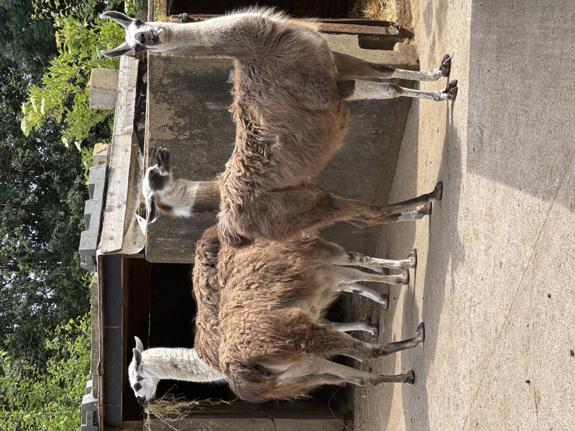 Visitor tours London petting zoo observing llamas, sheep, chickens, peacock