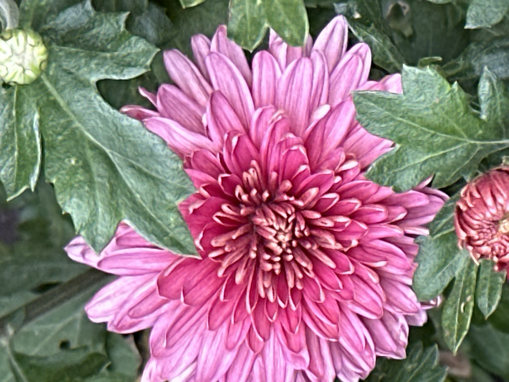 Close-up garden flowers in bloom, Podolsk