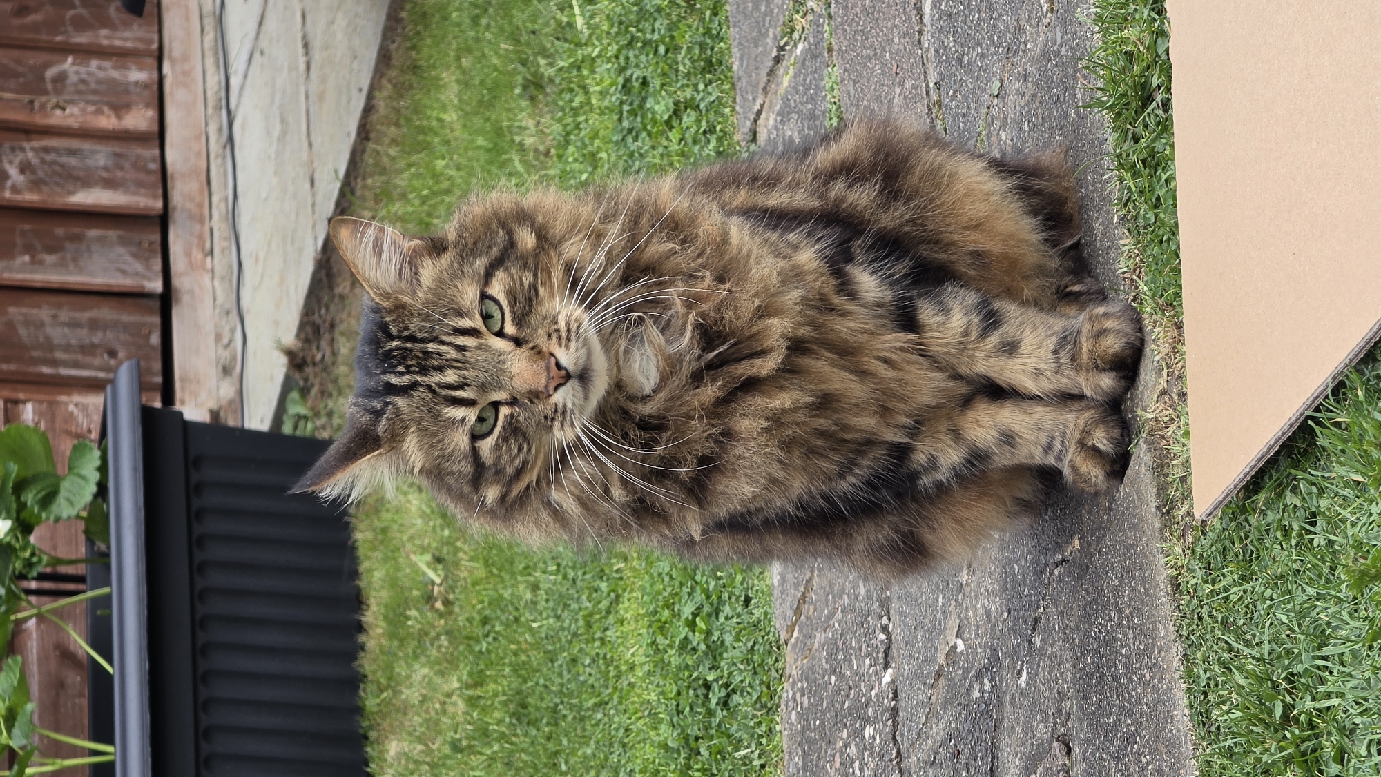 Cat and girl spotted in London garden area