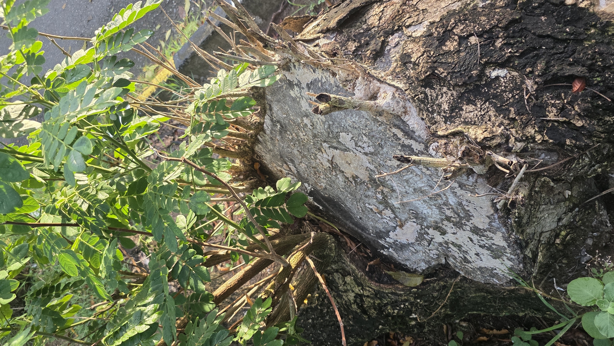 Cut tree shows new growth in Banda Aceh