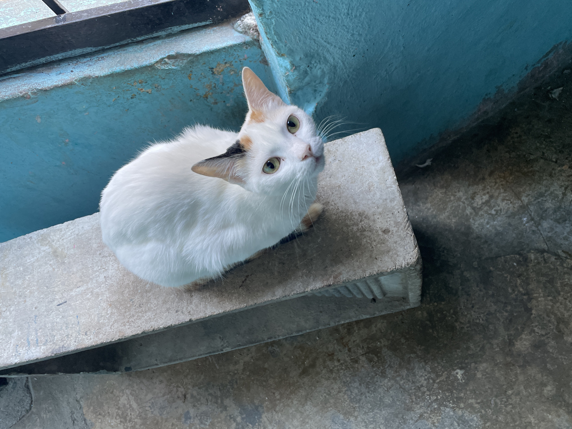 Cats spotted lounging on Caracas rooftops during midday hours