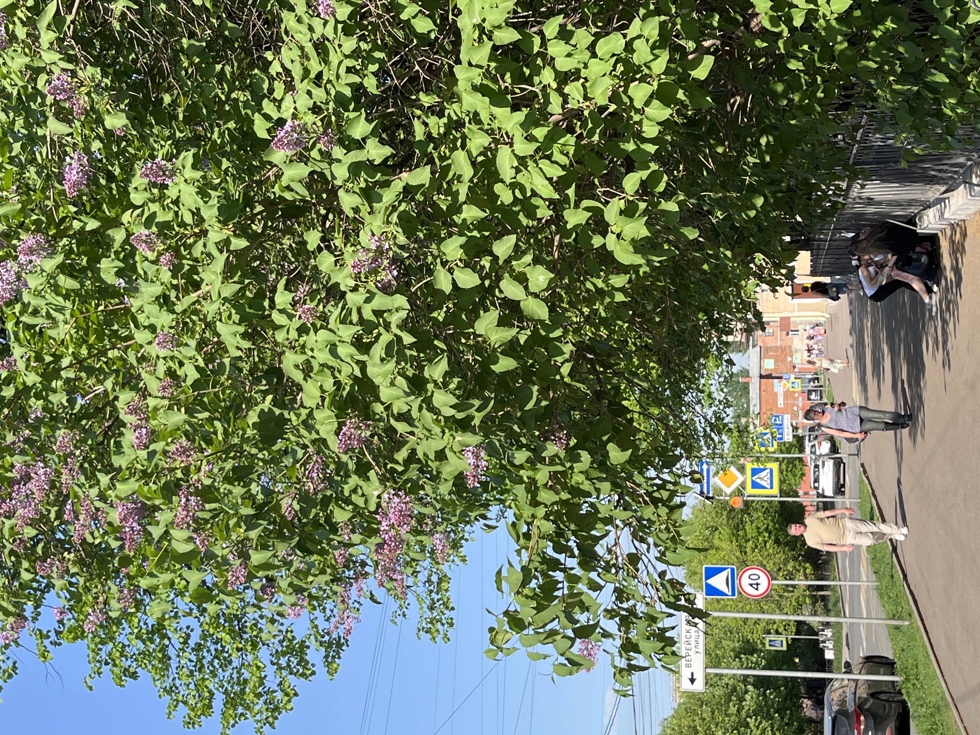 Spring flowering trees observed on Saint Petersburg street