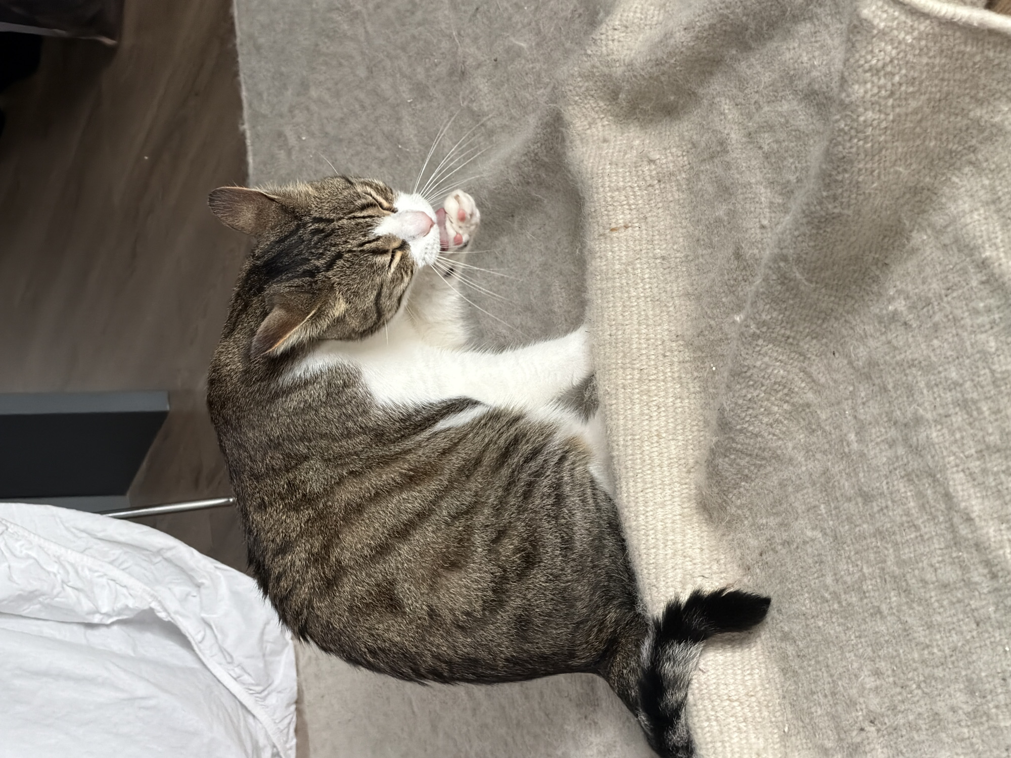 Pets rest peacefully in Laval home during afternoon